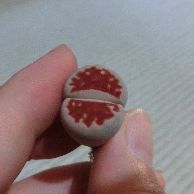 リトープス 種子リスト(注文可能) ① 8371898097c681785f1f2537b42cb3