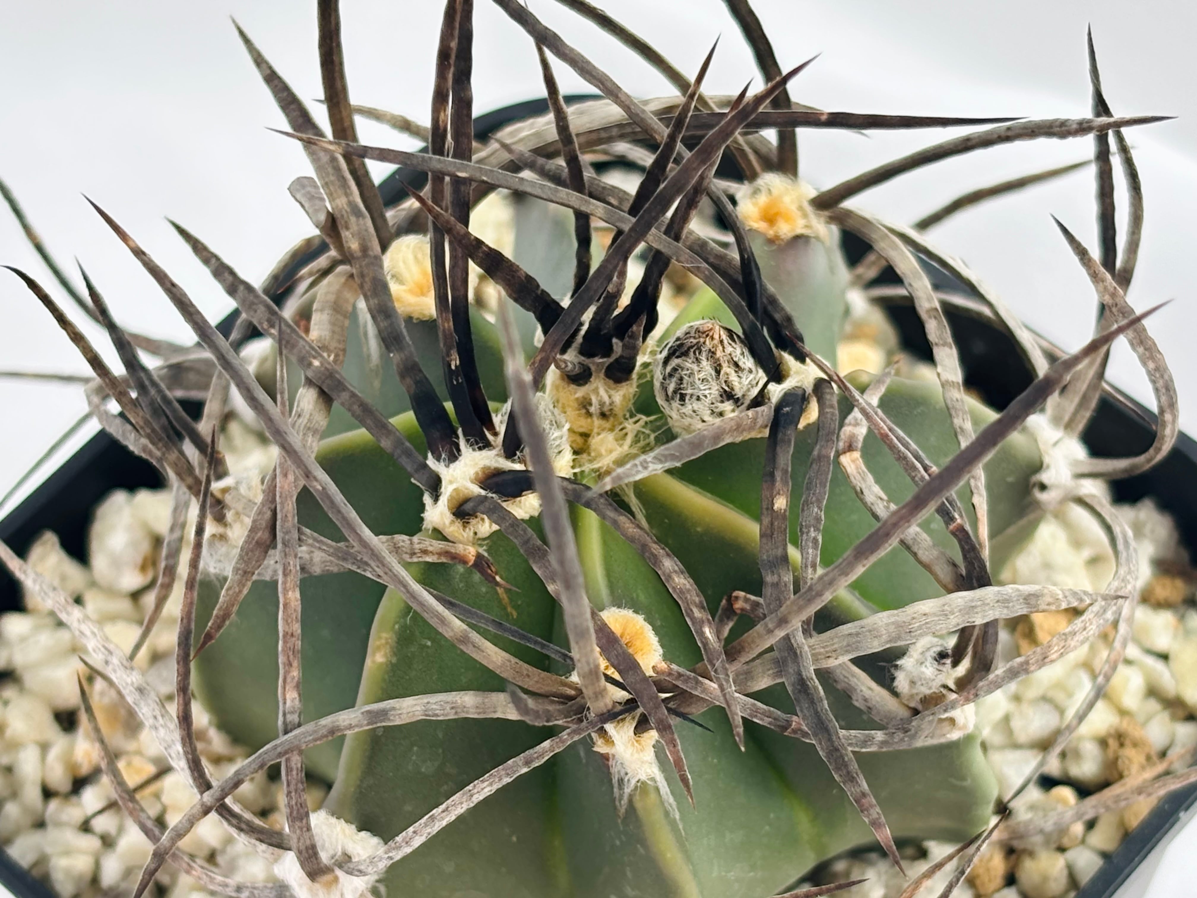 Astrophytum capricorne v. crassispinum アストロフィツム 水牛大鳳玉