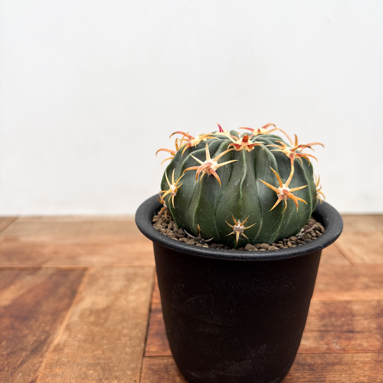 Ferocactus【フェロカクタス・短棘日の出丸】