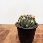 Ferocactus【フェロカクタス・短棘日の出丸】