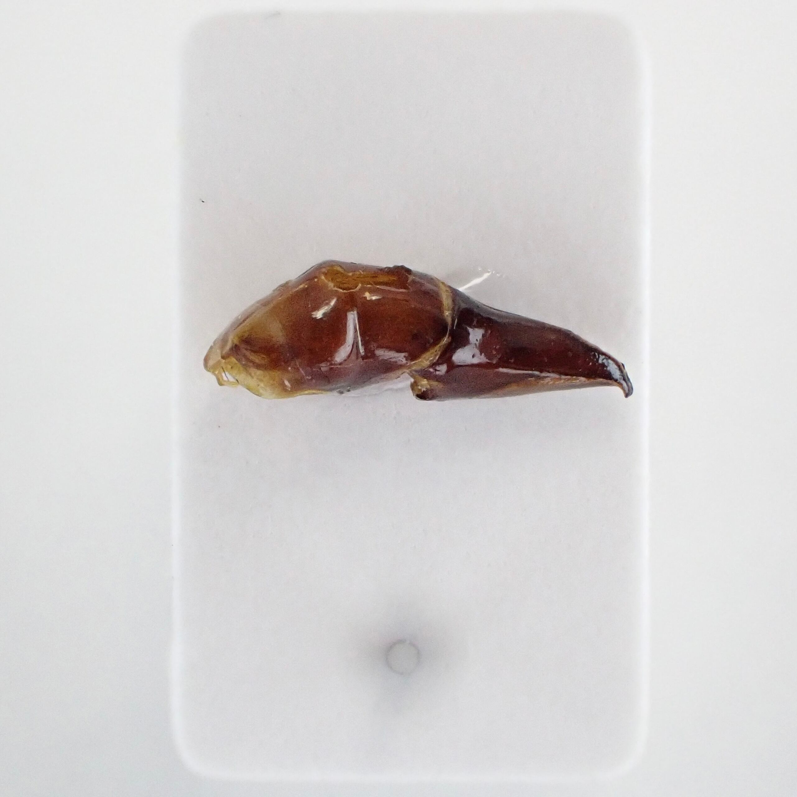 ナミビア産 Heliocopris faunus ♂ 35mm | 昆虫標本 Diggers & Rollers