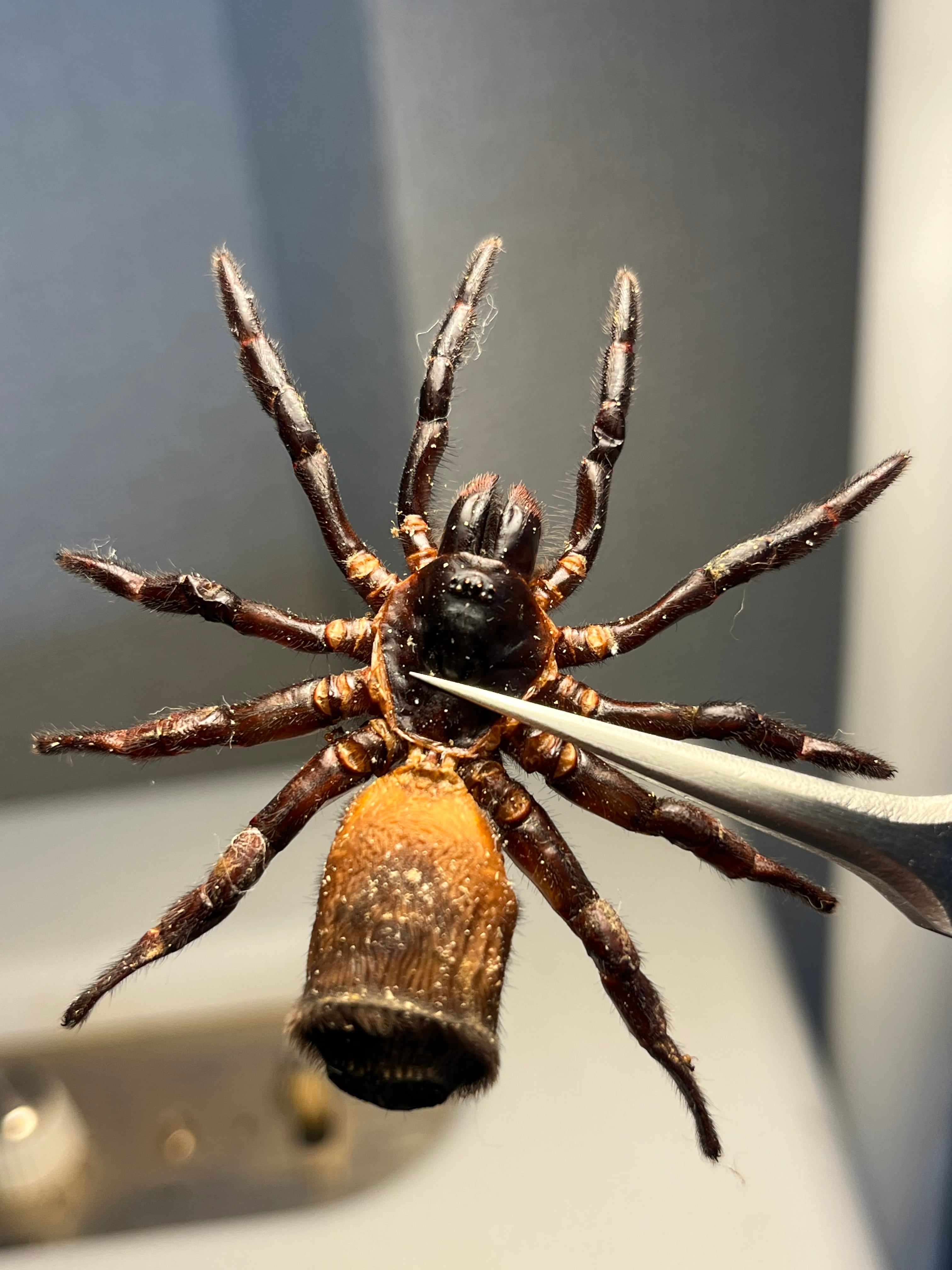 巨大】オオジョロウグモ？ 女郎蜘蛛カマキリタランチュラトゥルー