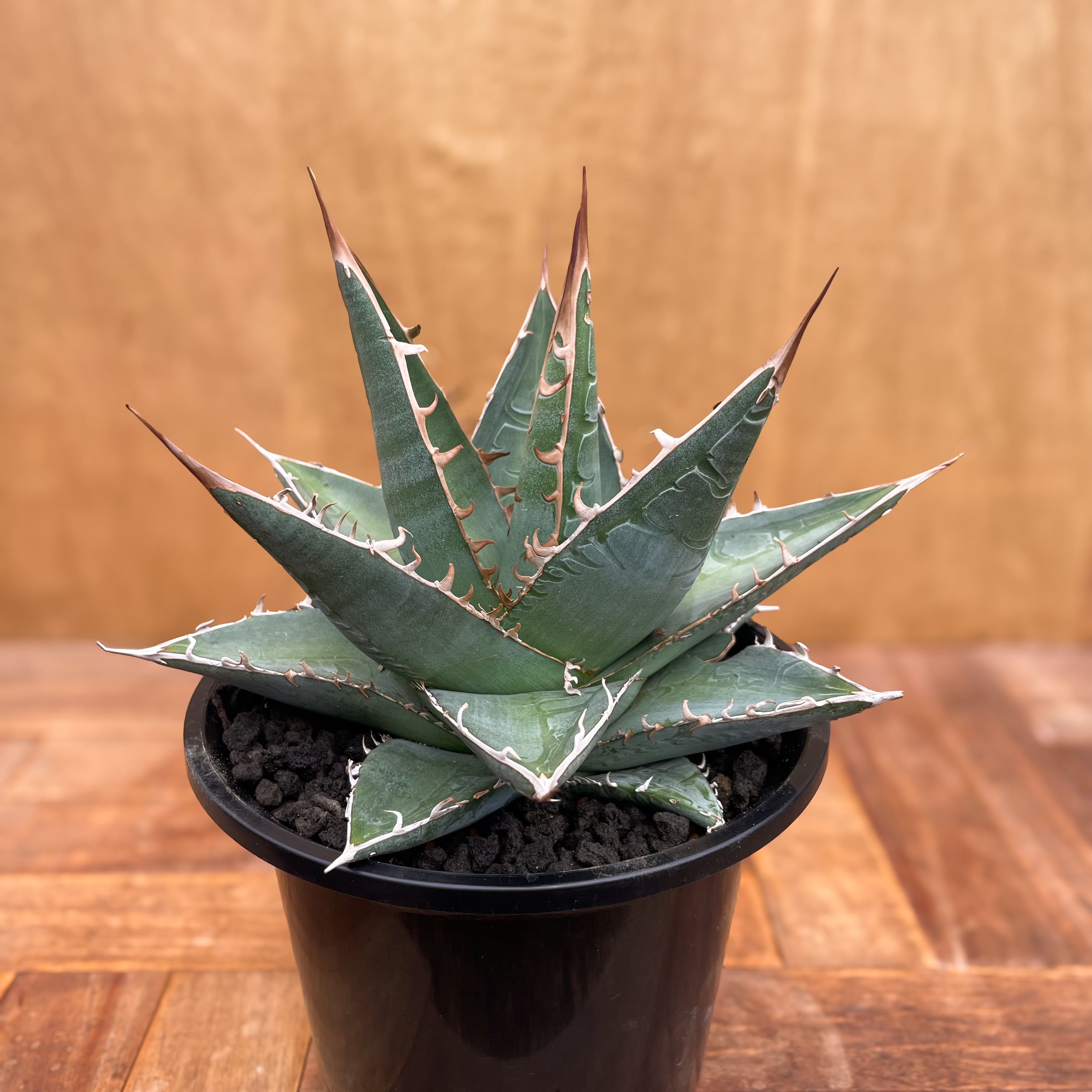 Agave purpusorum【アガベ・パープソラム・帝釈天】 | RIMO