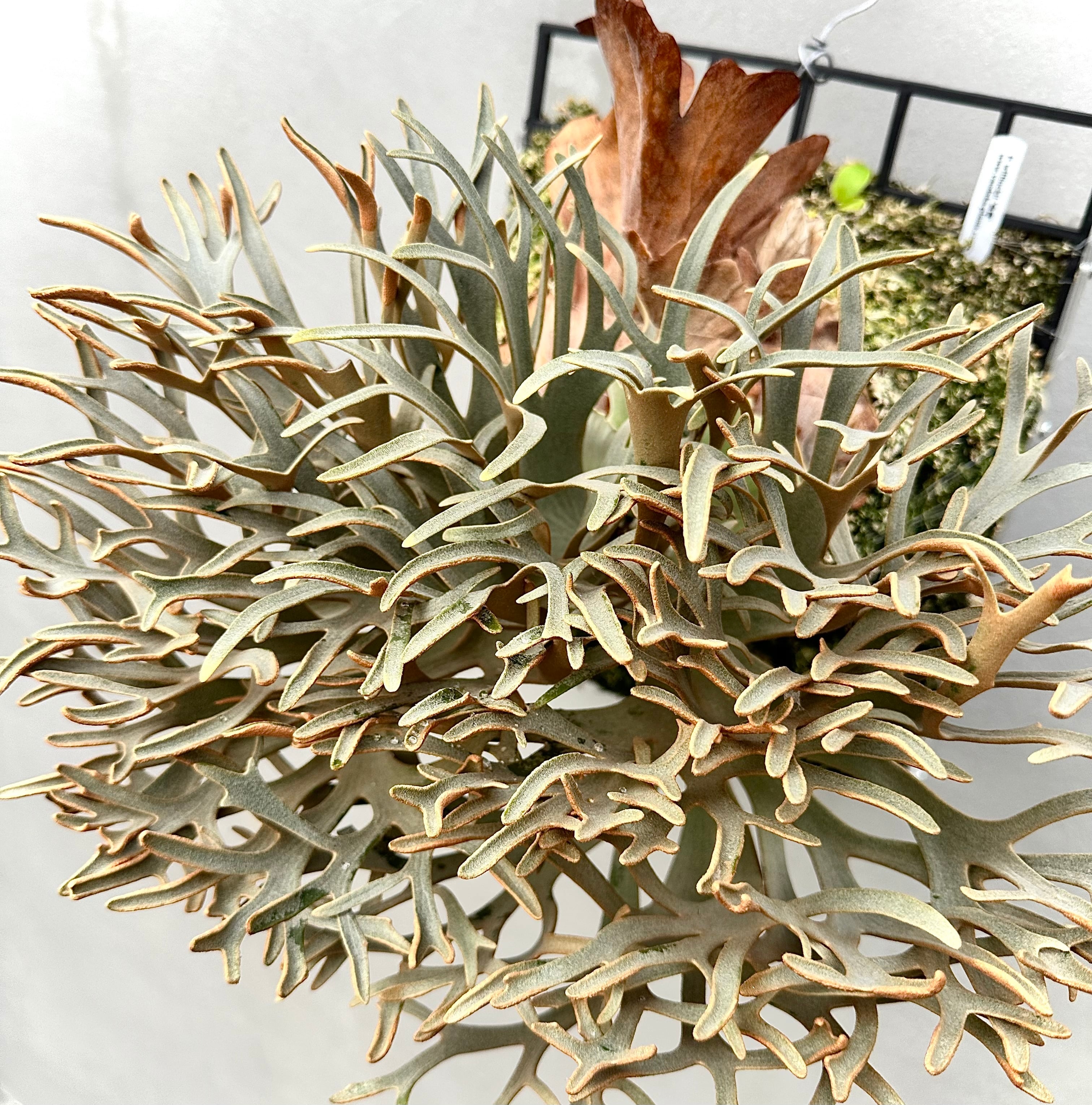 c) P. willinckii '金童' spore grown ① (Golden Boy) ビカクシダ