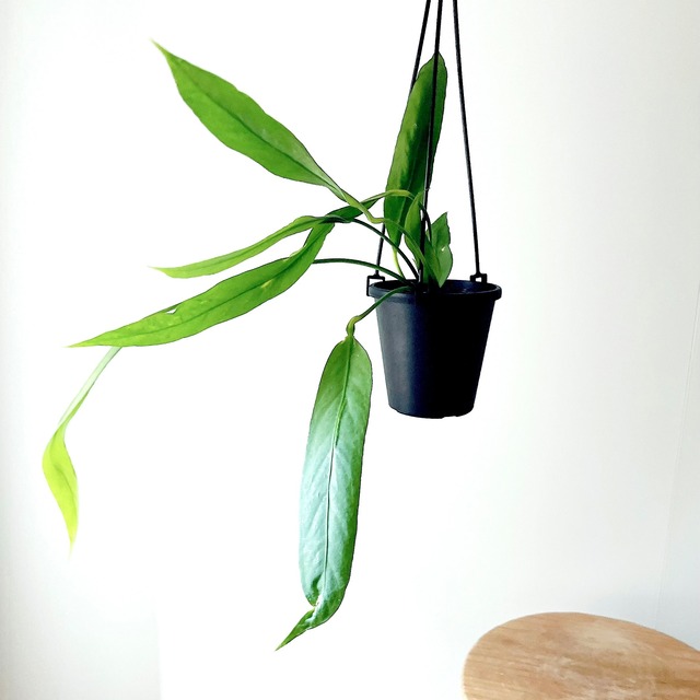 アンスリウム ビッタリフォリウム ハンギング 観葉植物 calm cafe