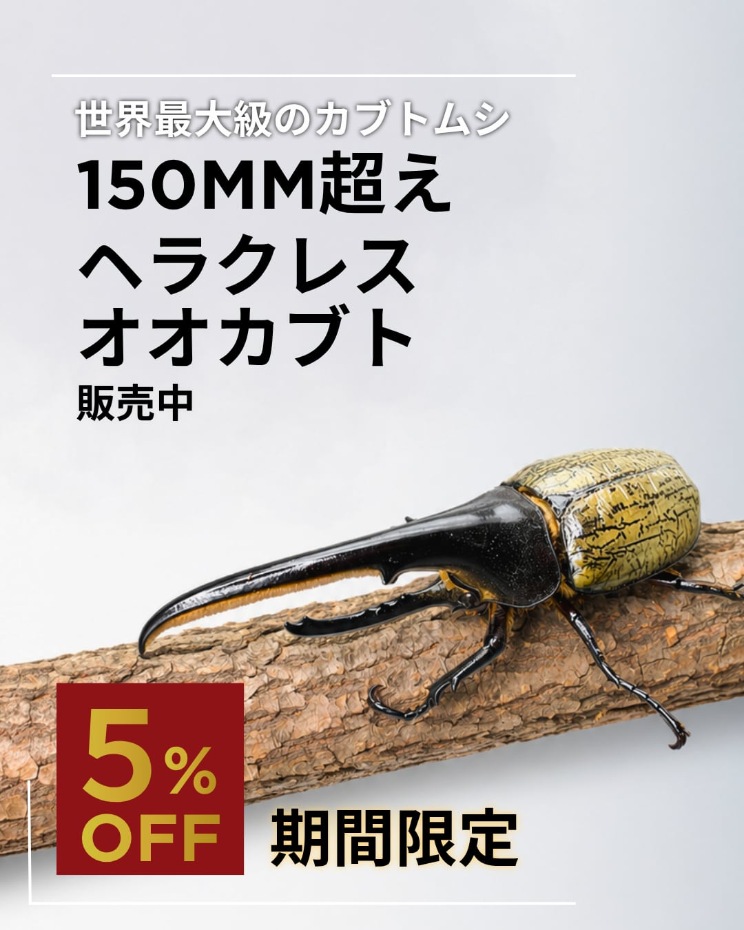 ぷてらす　ヘルクレスオオカブト 他 死着保証◯】150mm以上 ヘラクレスオオカブト 成虫 オス 【オプション