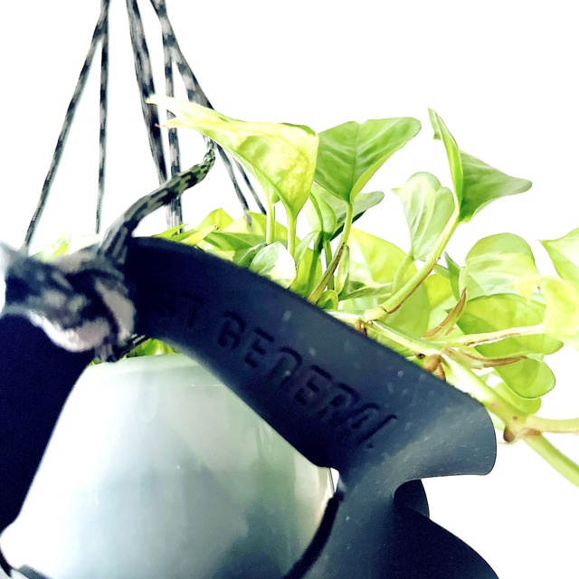 【限定品】ポトス エメラルド ラバーハンギング 登録品種 観葉植物 calm cafe