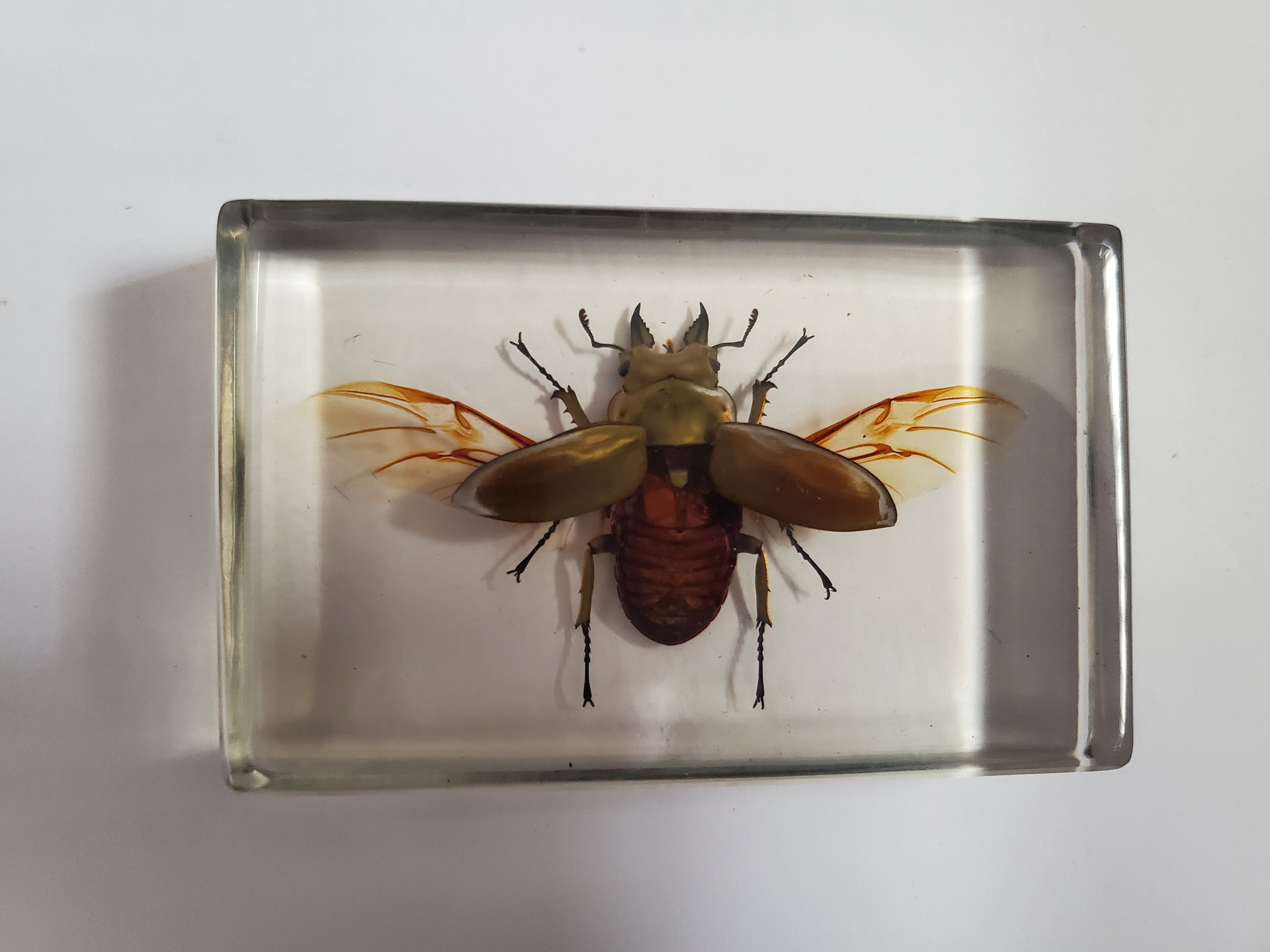 オウゴンオニクワガタ 樹脂標本 ウェイト 【公式通販】