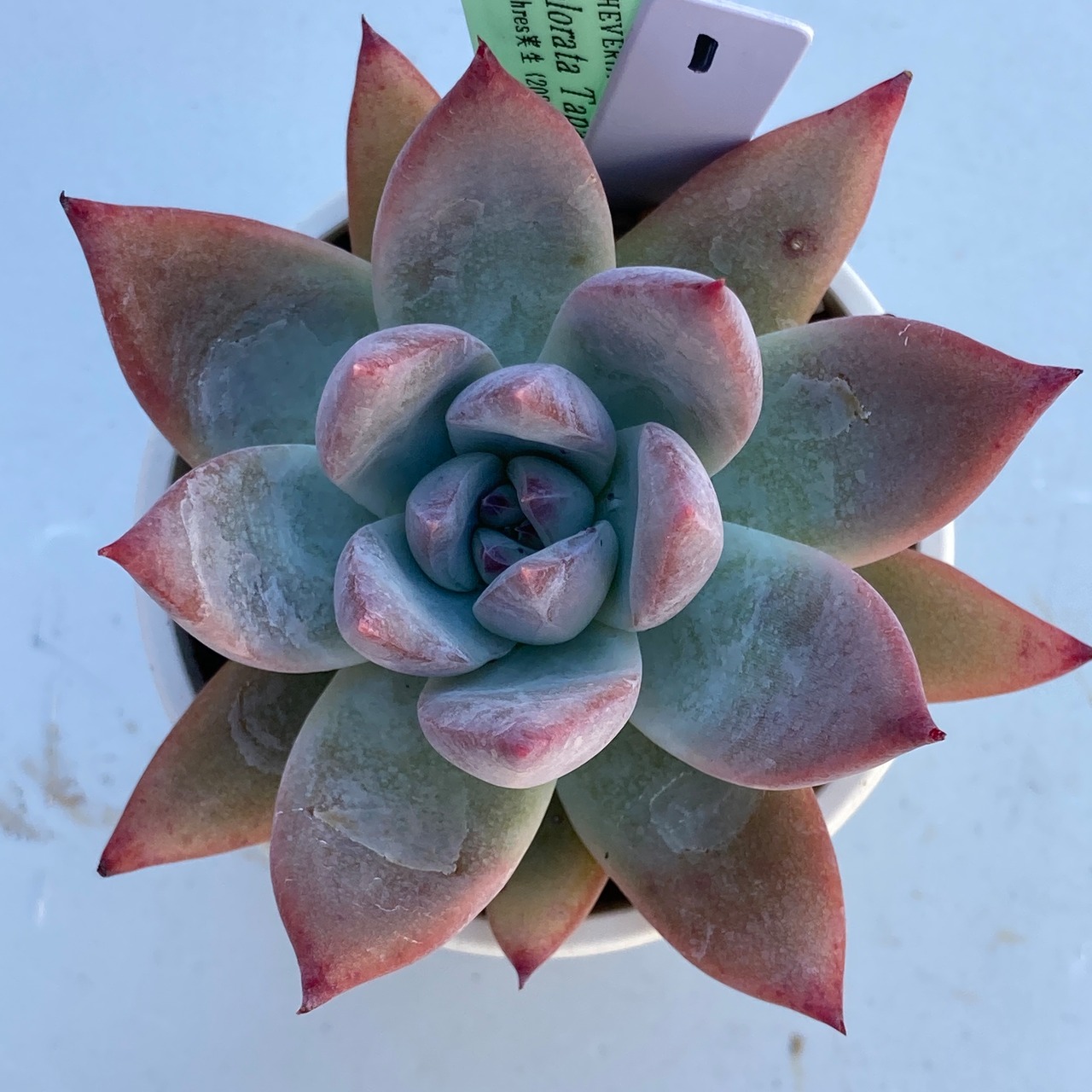 【現物商品】ECHEVERIA colorata Tapalpa,Typ ① 原種 実生苗