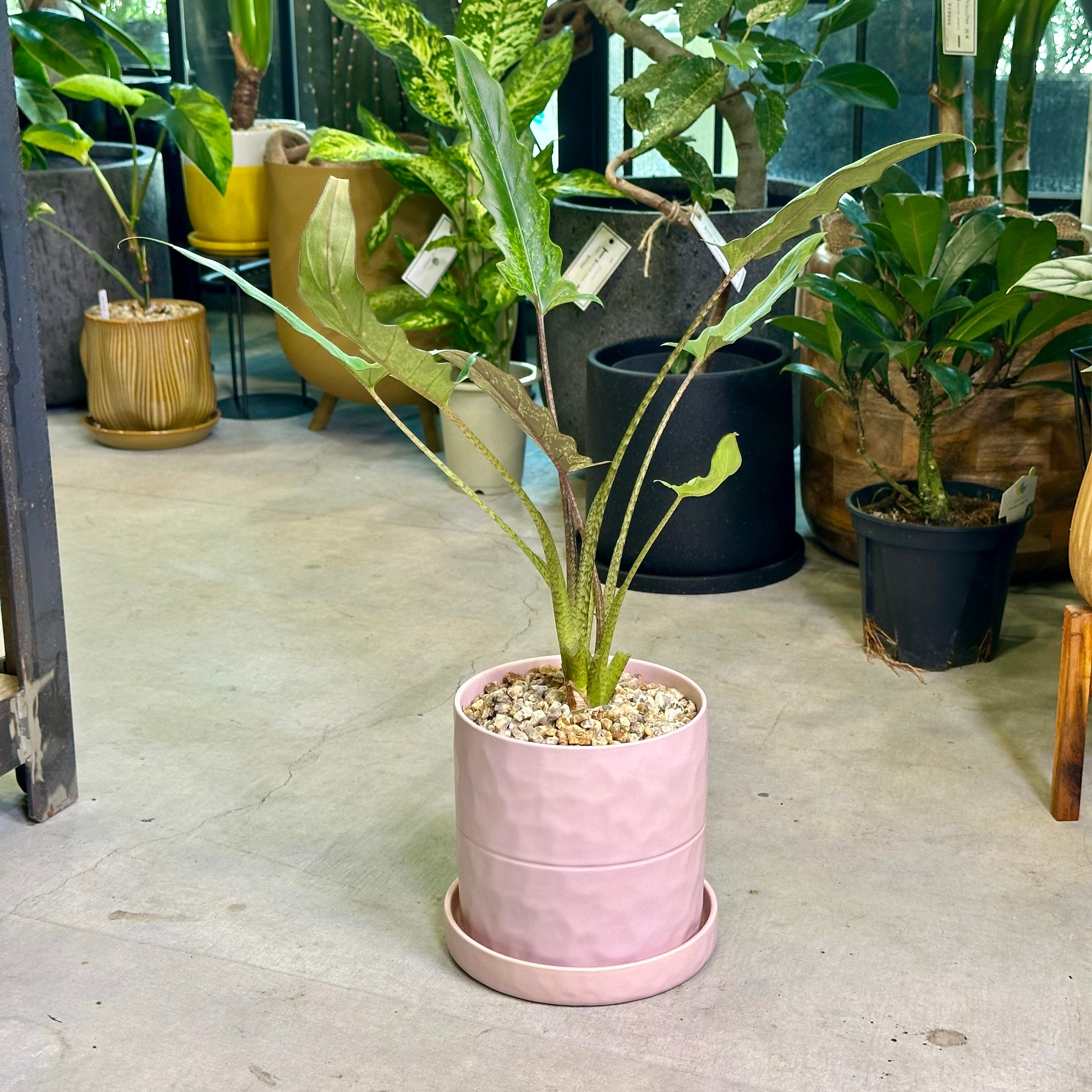 アロカシア アズラニー / 安心の発根活着済み アロカシア・アズラニー | barrelplants_BONSAI