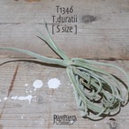 【送料無料】ドゥラティ S〔エアプランツ〕現品発送T1346