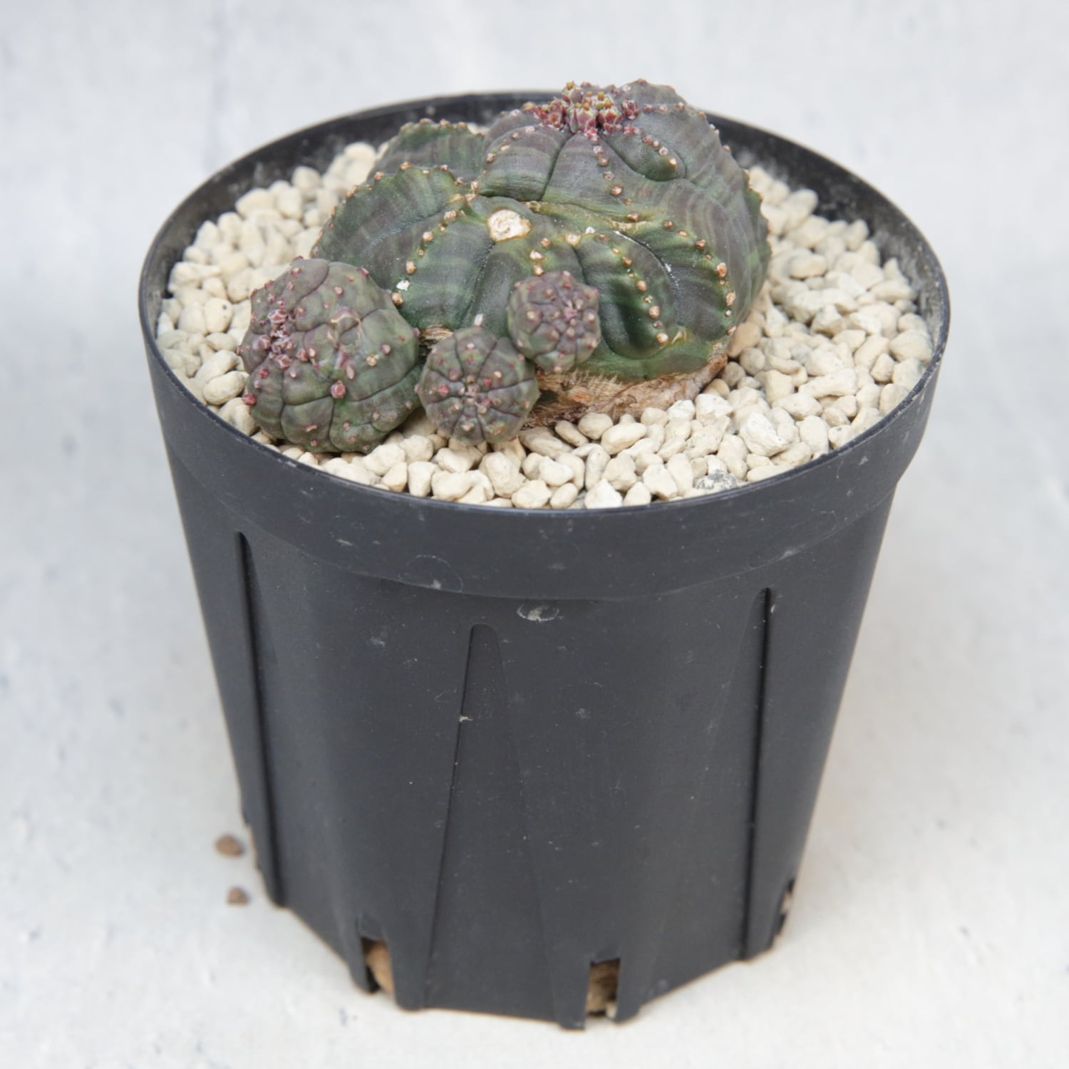 超扁平 仔吹き モンスト 捻じれ マイクロ オベサ / ユーフォルビア