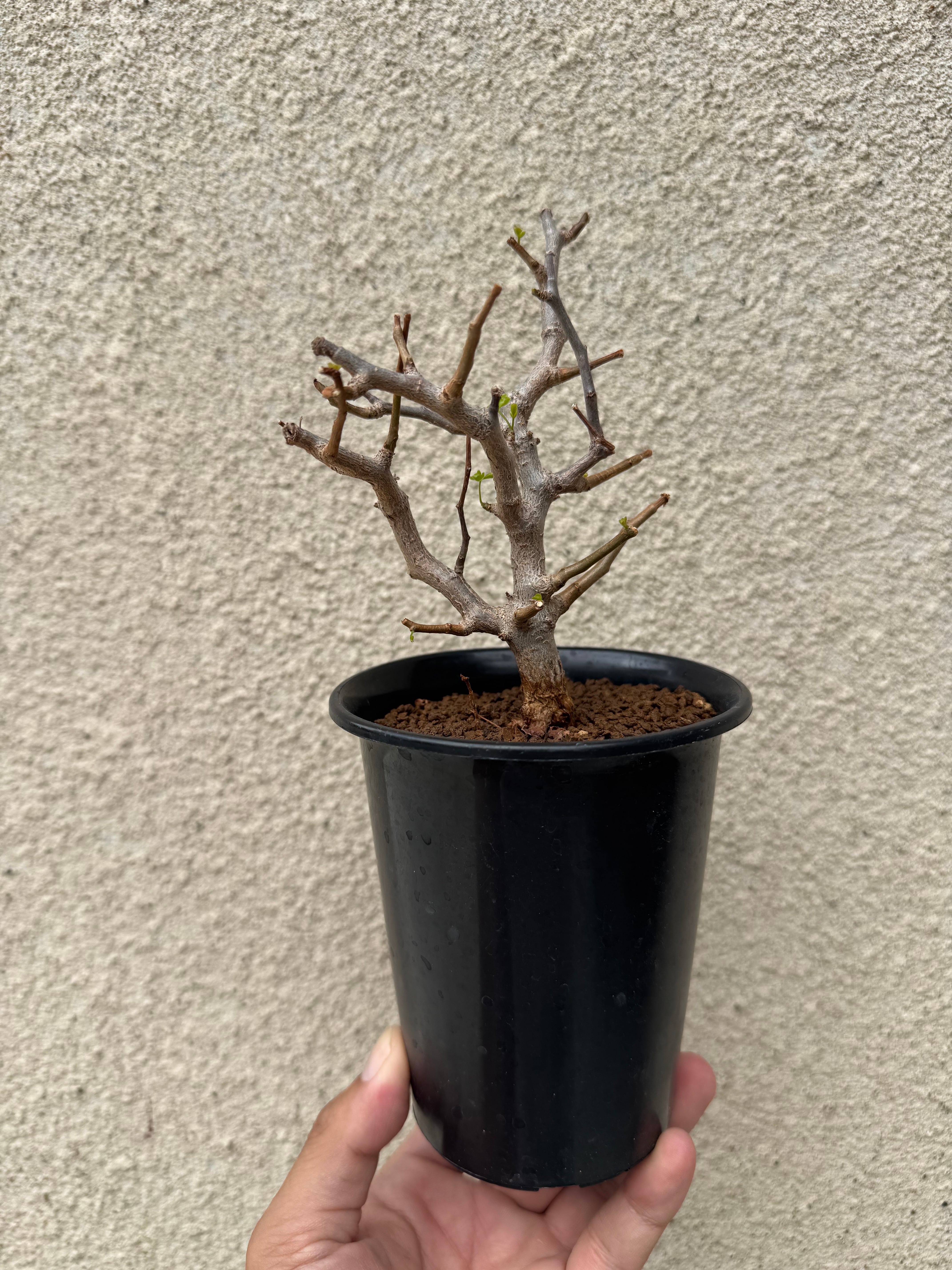 新着】Commiphora sinuata【実生苗の小さい時から作り込める盆栽塊根