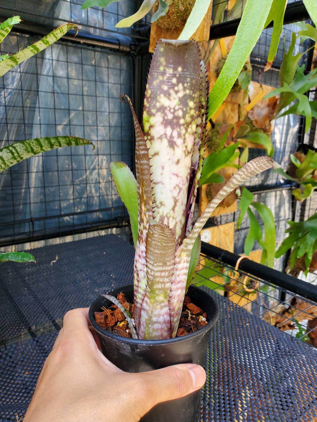 Billbergia berry blast【artPLANTs】 ビルベルギア/タンクブロメリア