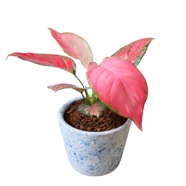 アグラオネマ ビューティ（30cm）