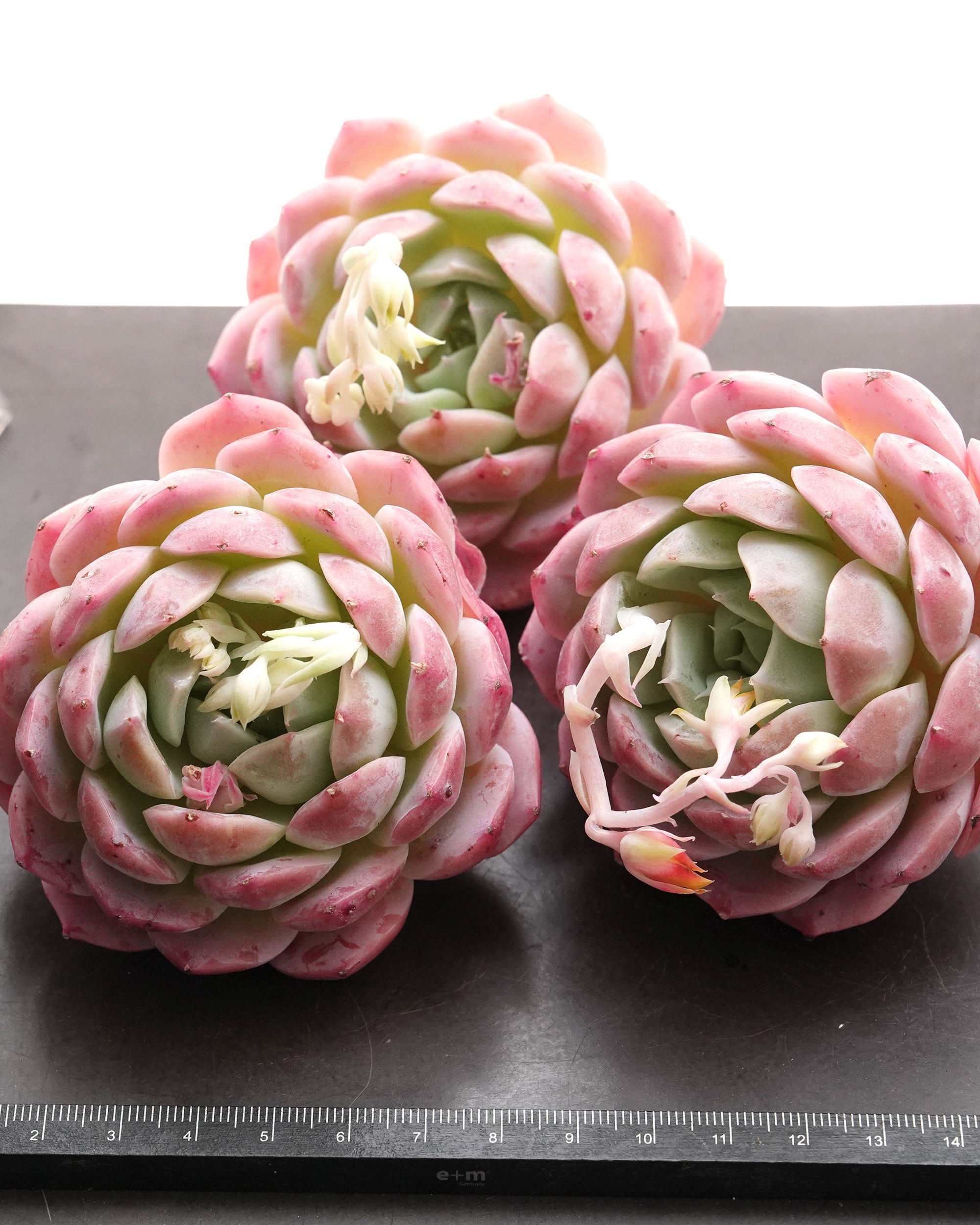 売却済み3/6ピンクムーン(カット苗) カット苗 ピンクロマンス 【日本初上陸？！】 Echeveria 'Pink Romance