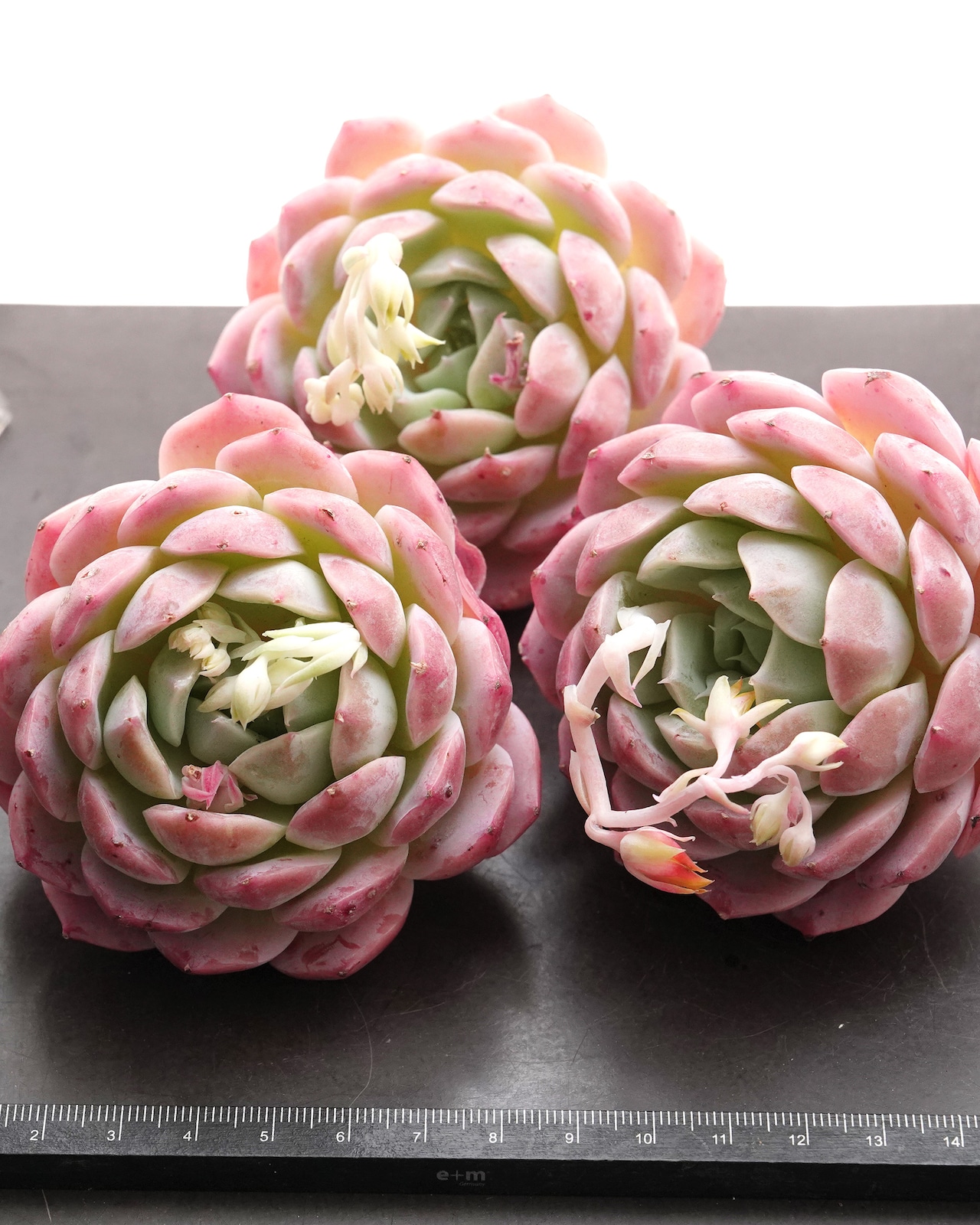 カット苗 ピンクロマンス 【日本初上陸?!】 Echeveria 'Pink Romance'