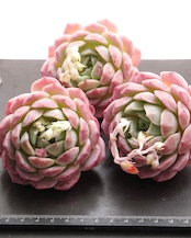 カット苗 ピンクロマンス 【日本初上陸?!】 Echeveria 'Pink Romance'