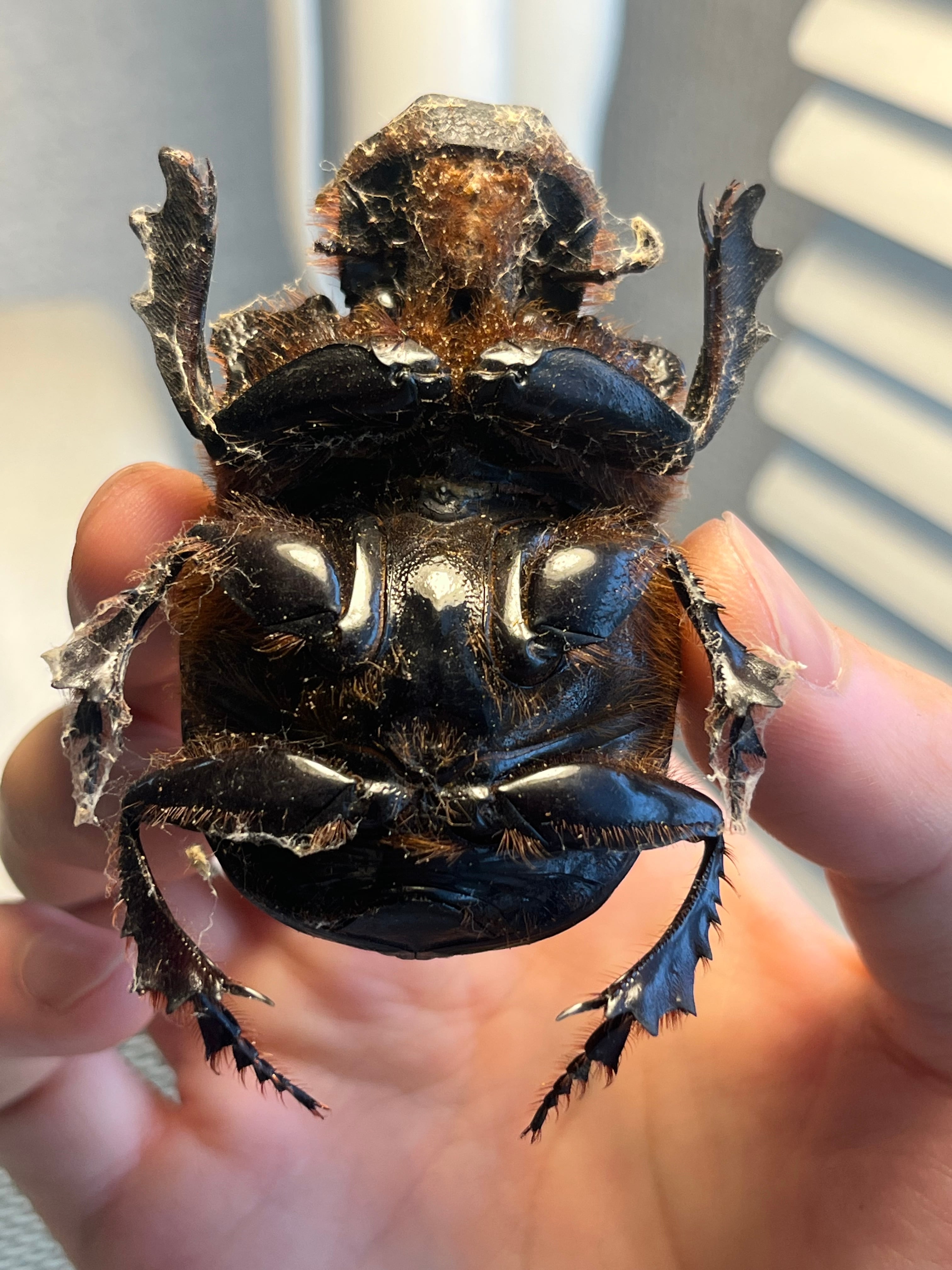 糞虫最大種】テイオウナンバンダイコクコガネムシ ♂65mm フンチュウ