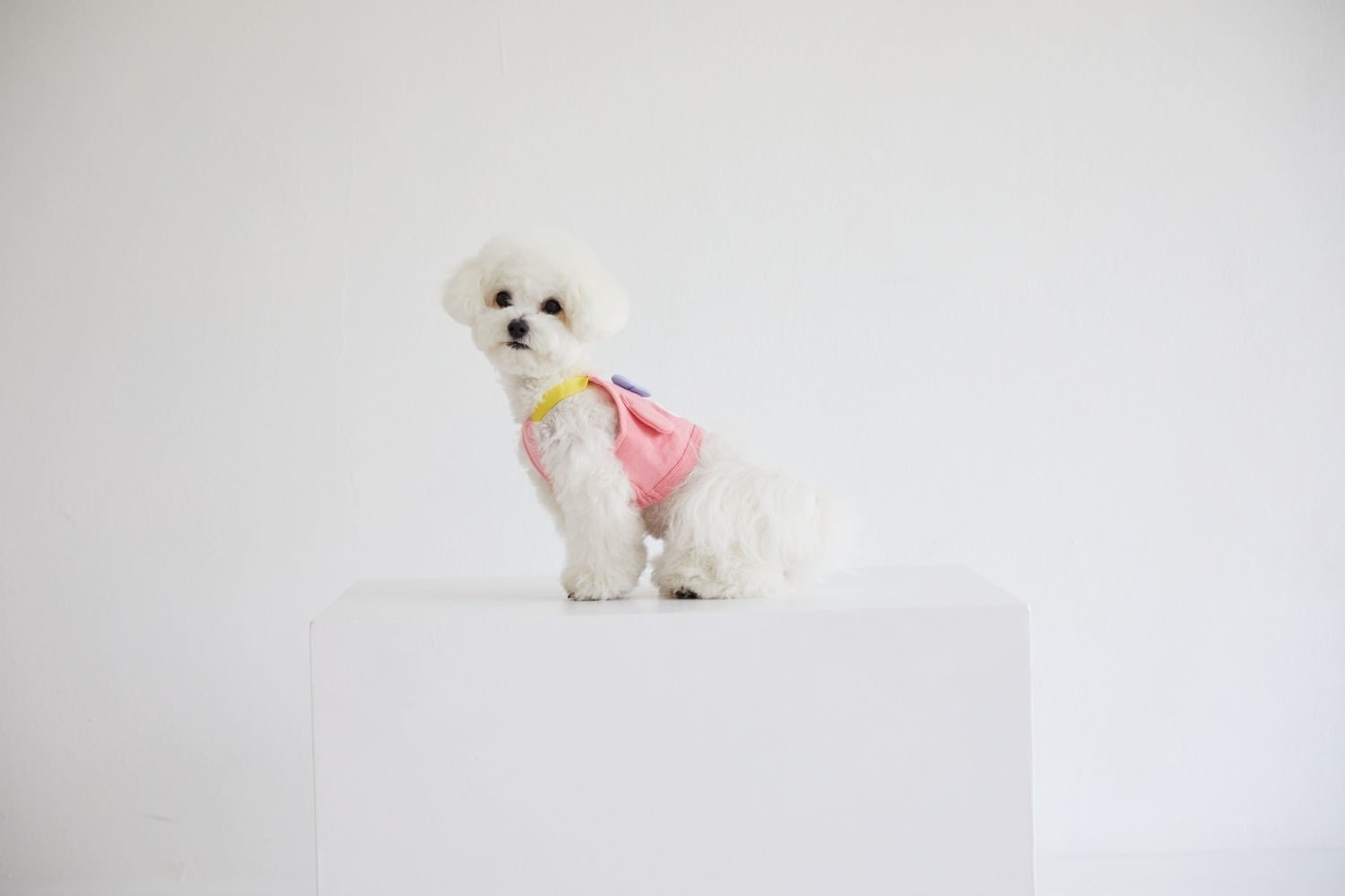 ハンドメイド犬服【めろんくりーむ】 KRIFF MAYER（クリフメイヤー） クリフメイヤードッグ KRIFF MAYER DOG