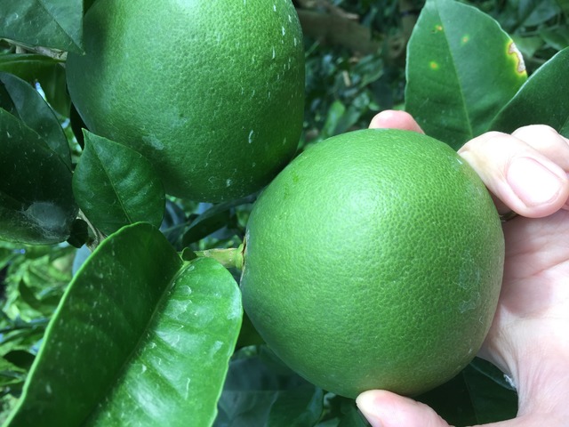 土佐文旦【家庭用】2Lサイズ10㎏（約20玉入り）