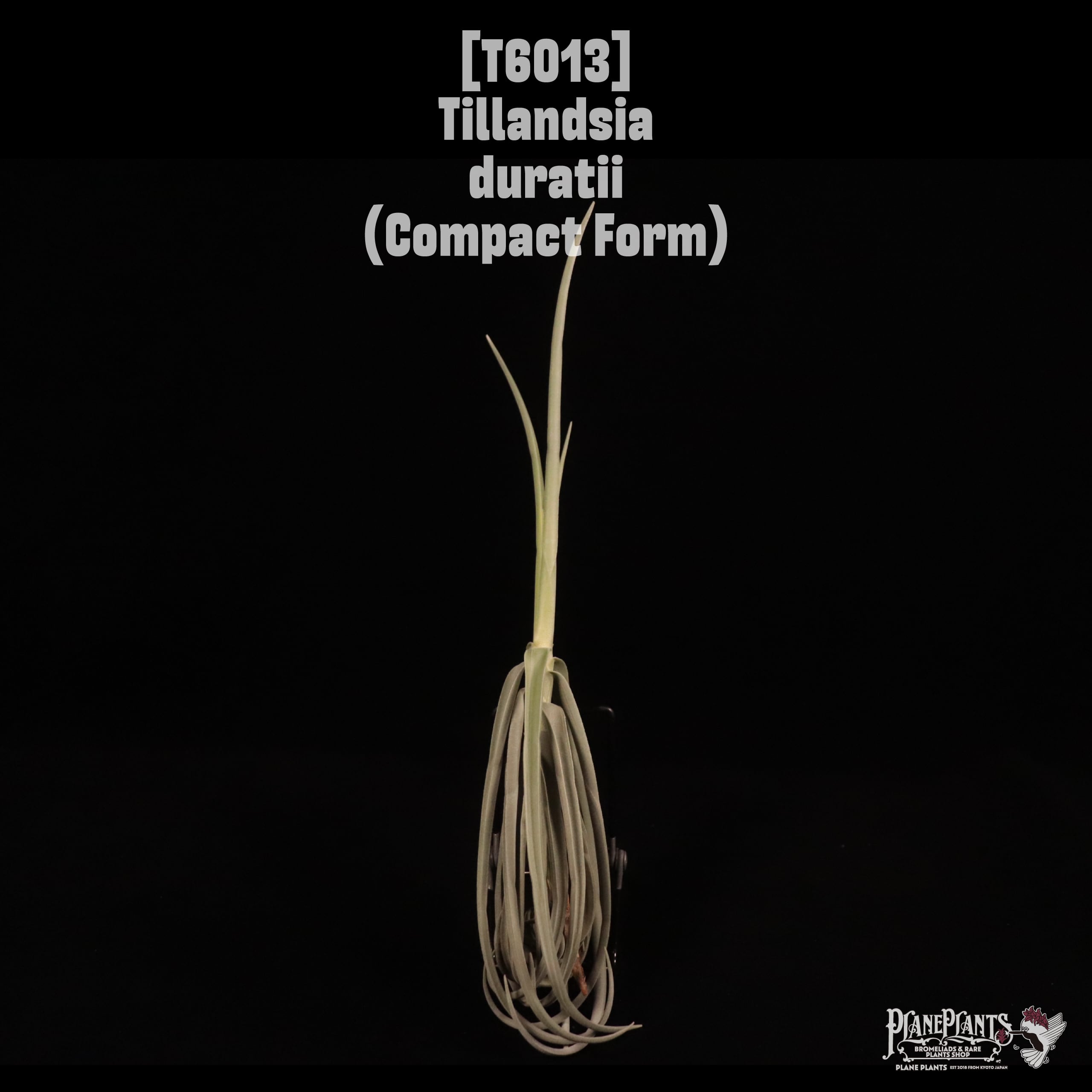 Tillandsia duratii (Complact Form)〔ティランジア〕T6013