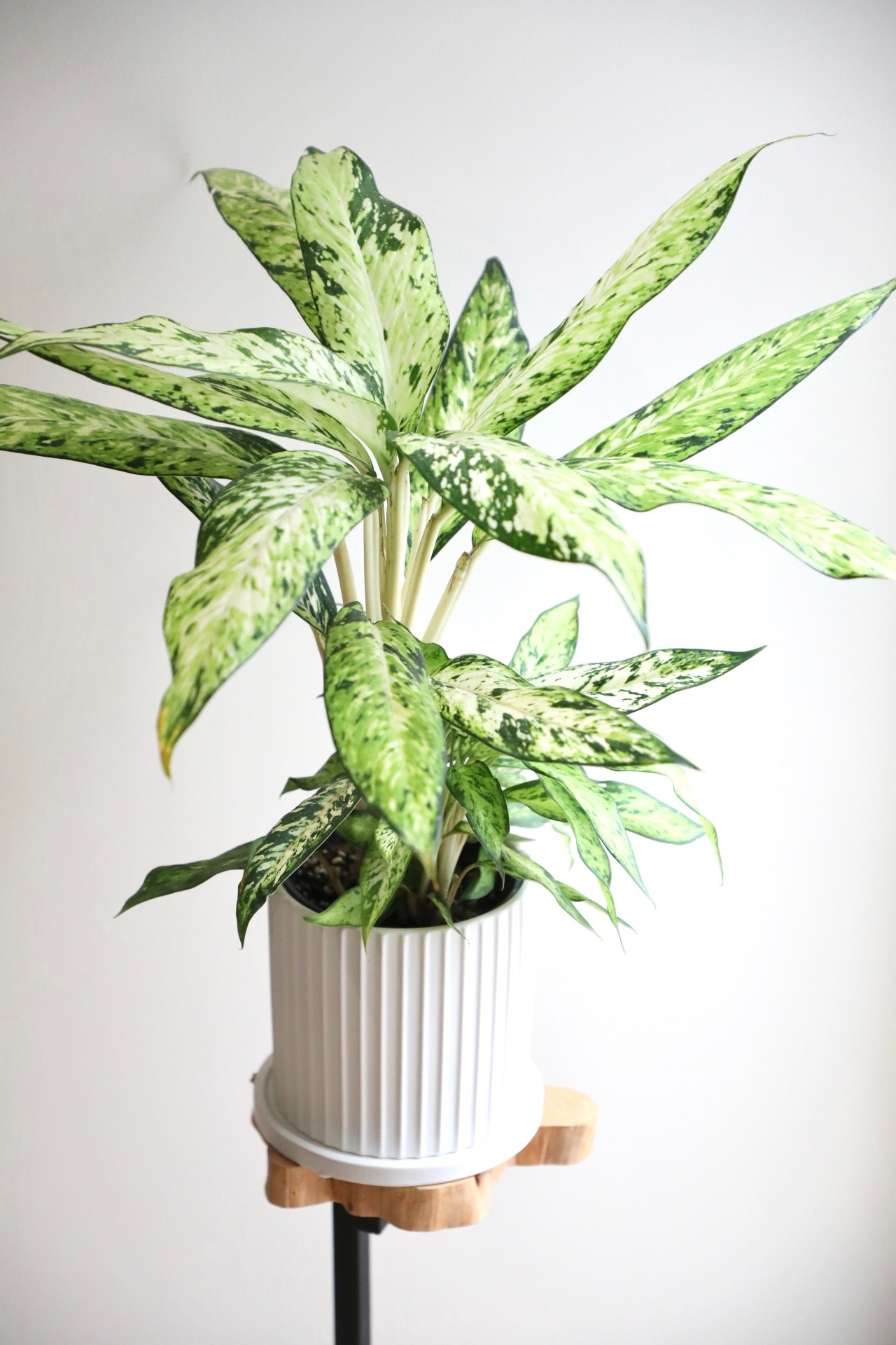 デヘンバキア スターブライト/ Dieffenbachia ※陶器鉢別売