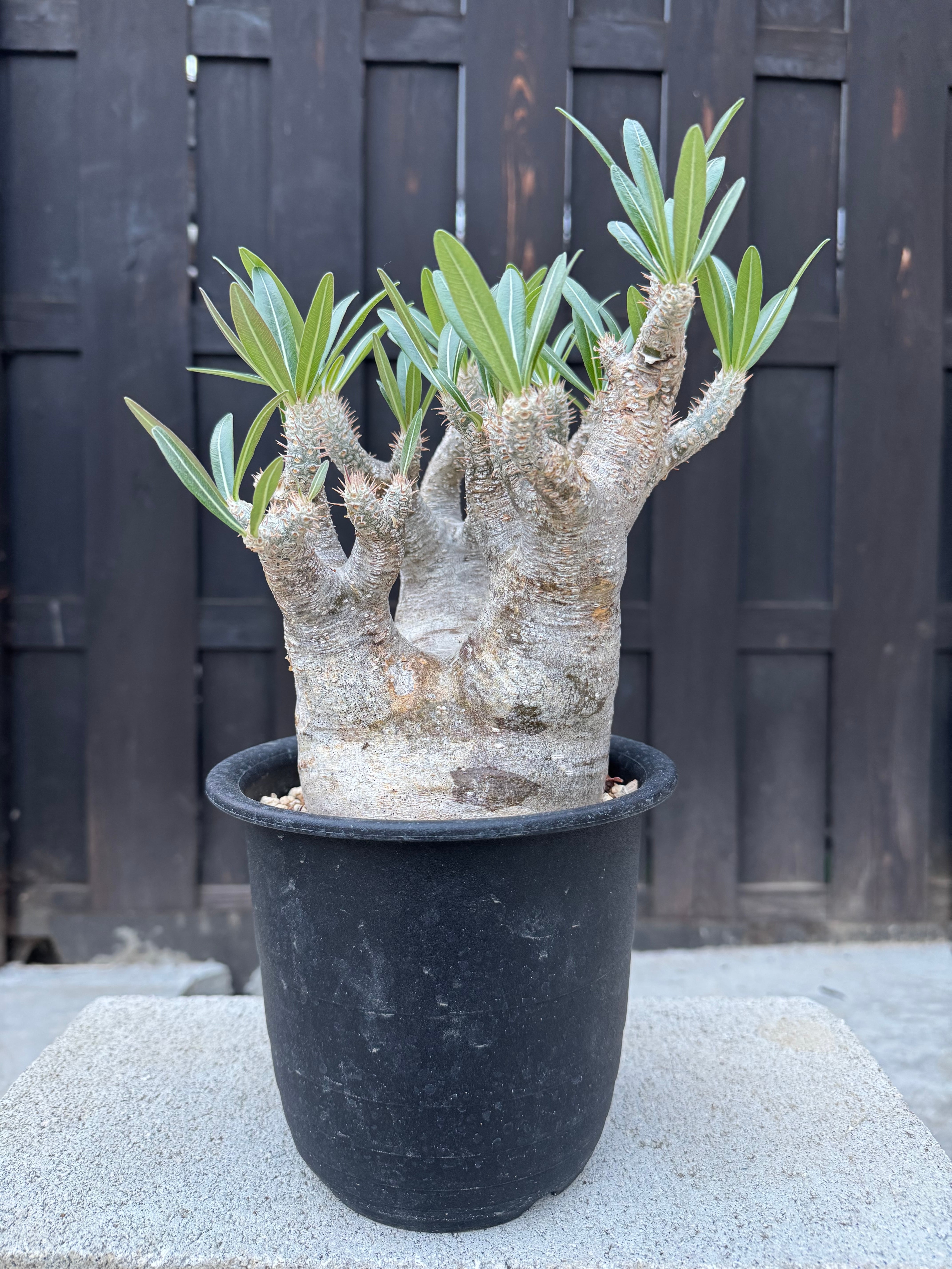 観葉植物 パキポディウム・カクチペス Pachypodium var. cactipes
