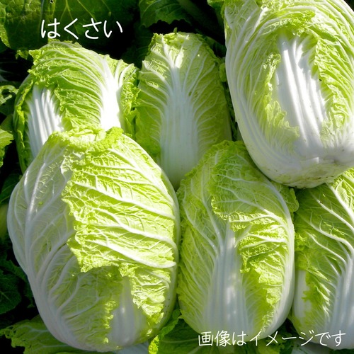 11月の朝採り直売野菜 ： 白菜　1個　新鮮な冬野菜　11月28日発送予定