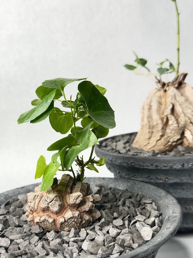 【 INDIVIDUALITY 】2つの亀