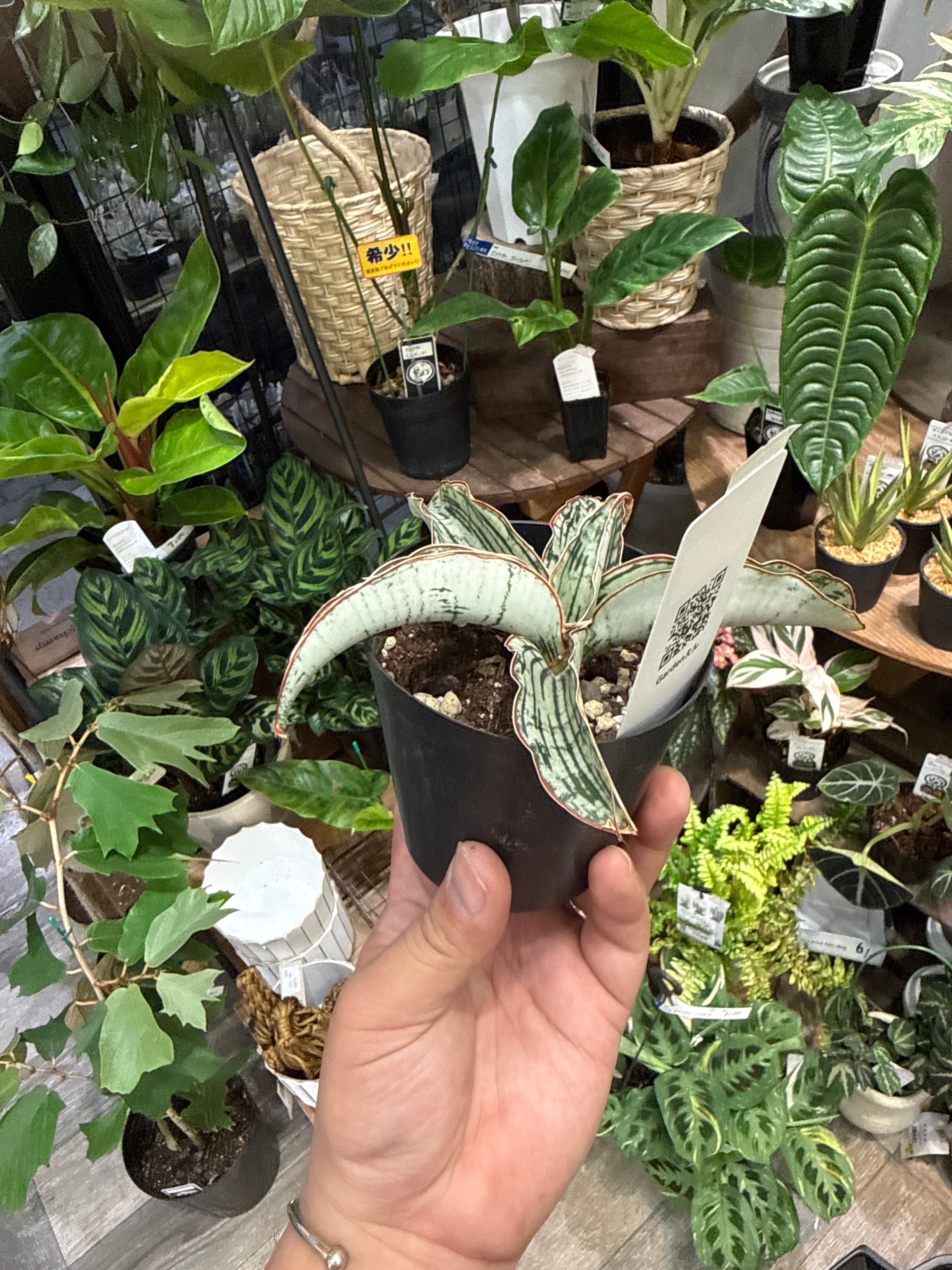 サンスベリア キルキー'クレオパトラ' | Gardenえん 【観葉熱帯植物】