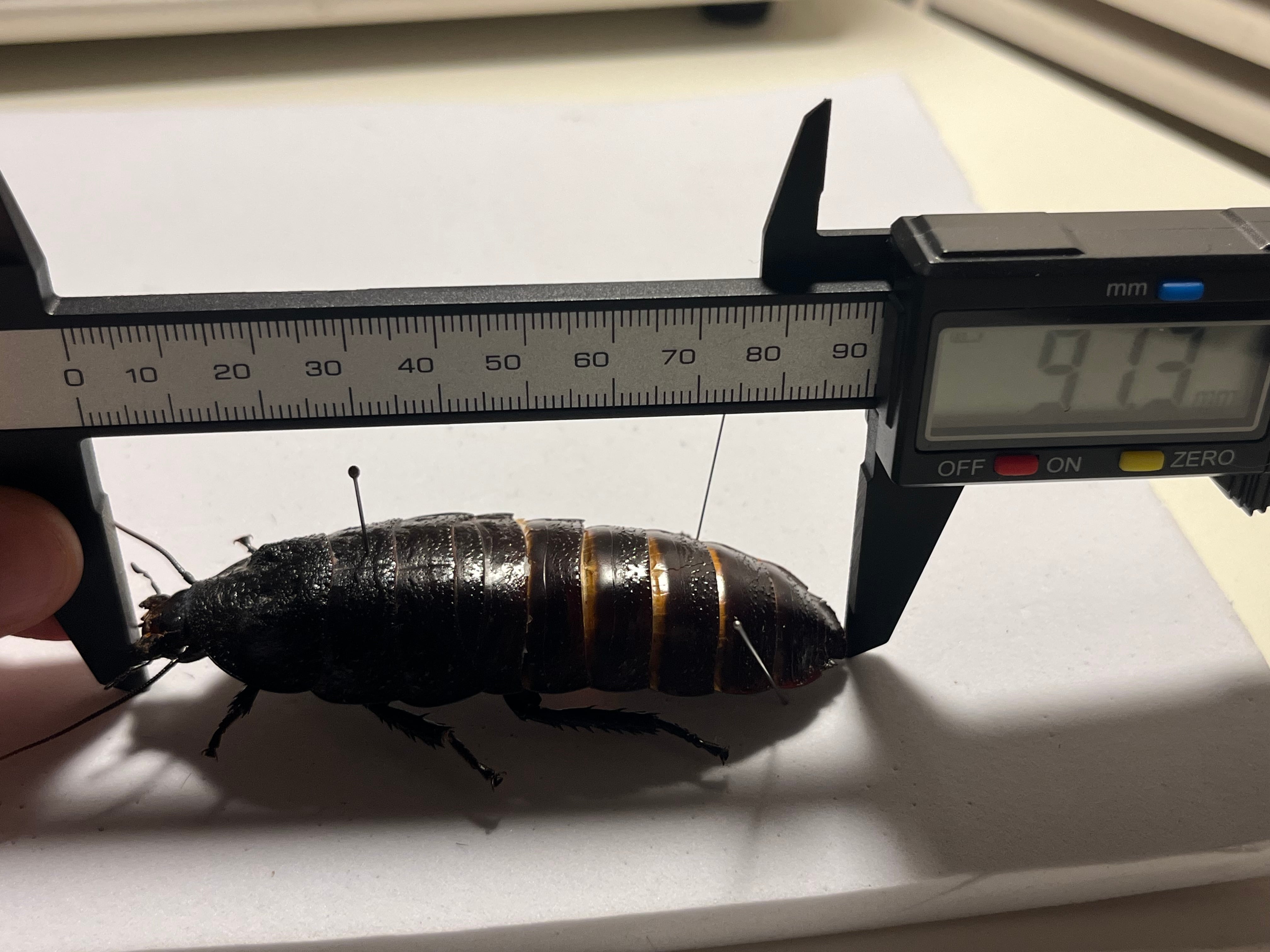 蜚最大級】マダガスカルゴキブリ オブロンゴナタ？ 標本