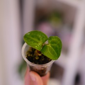 Anthurium Carlablackiae "RA5 x RA10"│アンスリウム カーラブラッキー③│観葉植物