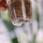 Monstera adansonii Mottled / モンステラ ミント④ / 観葉植物<育て方・花言葉>