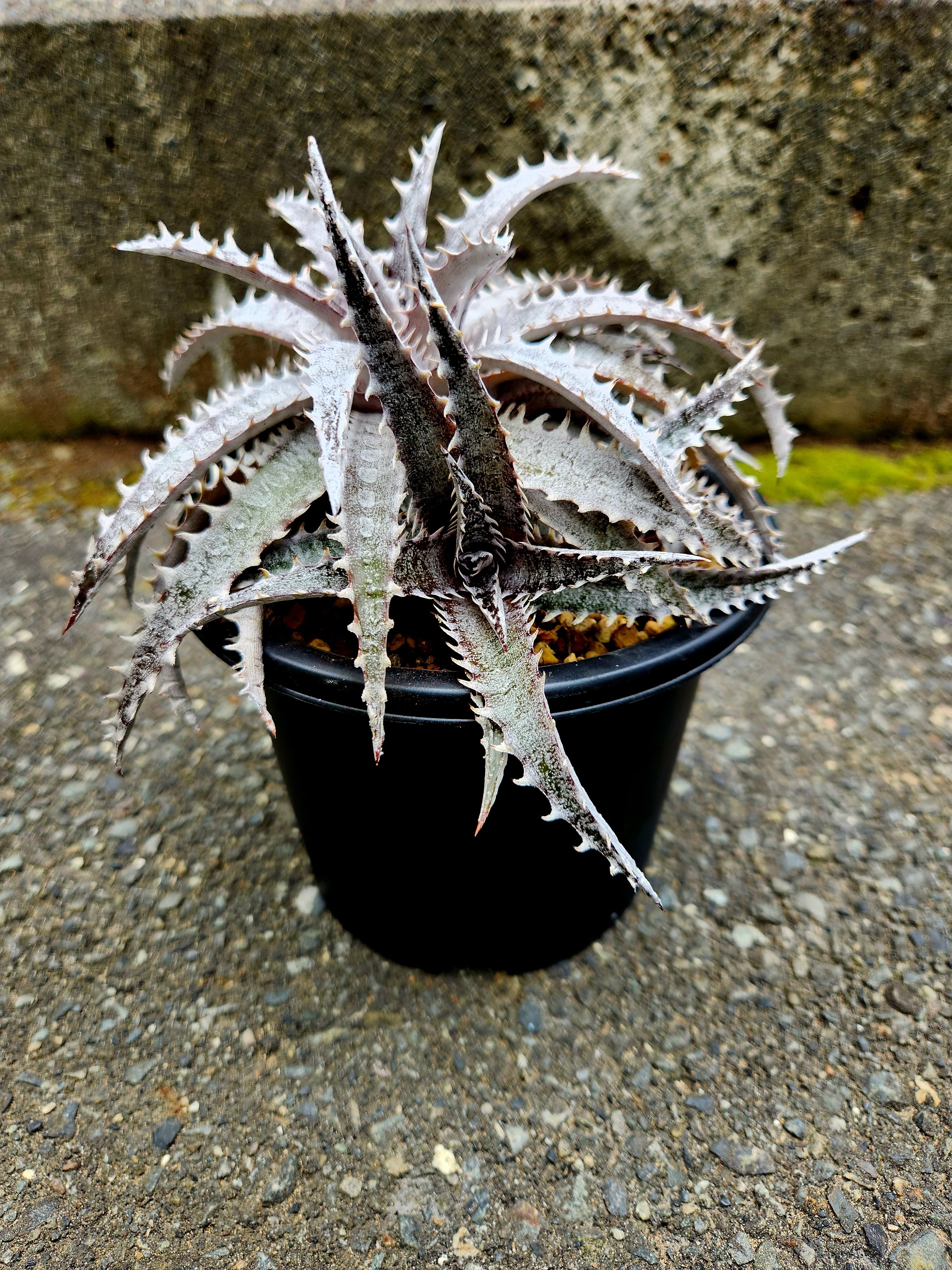 ディッキア・ブラックアイス dyckia black ice | フラワーショップあきの
