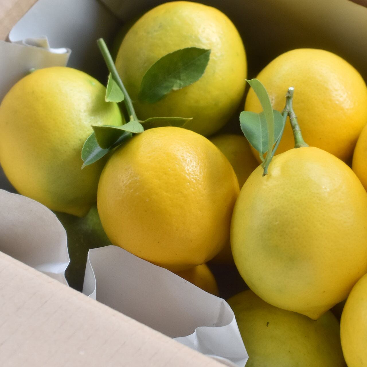 減農薬 国産マイヤーレモン 2 5kg Citrusmarket シトラスマーケット 能古島の柑橘を届ける レモン 甘夏 日向夏 みかん