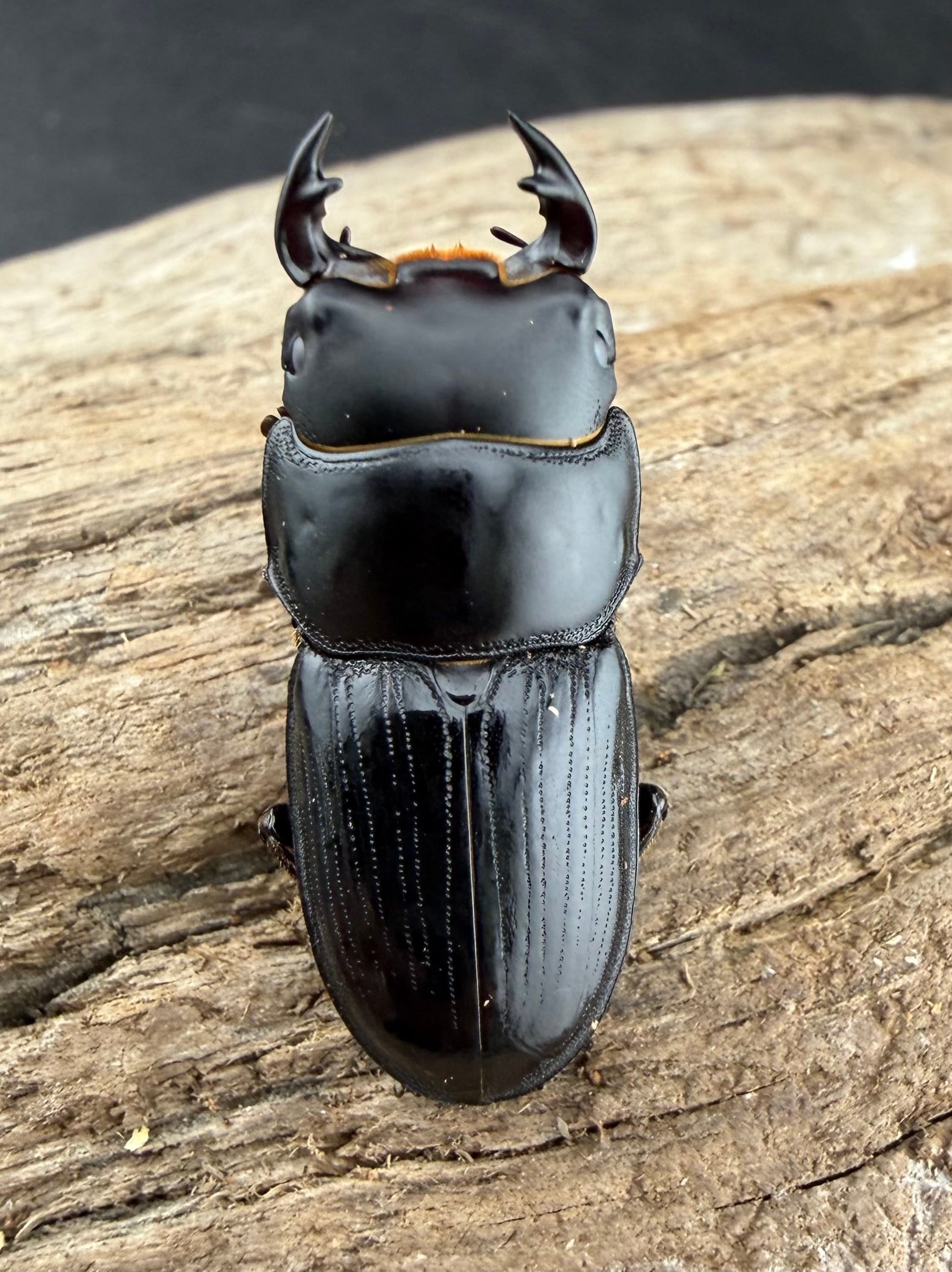 スキットオオクワガタ 31mm ペア》 | KPW公式オンラインショップ