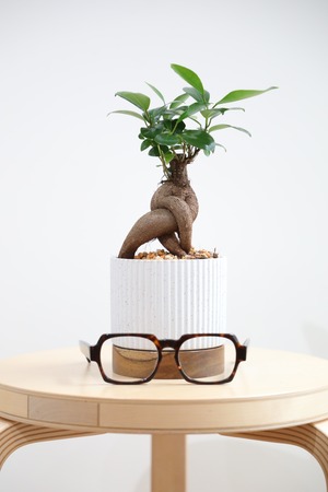 【S】ガジュマル/Ficus microcarpa