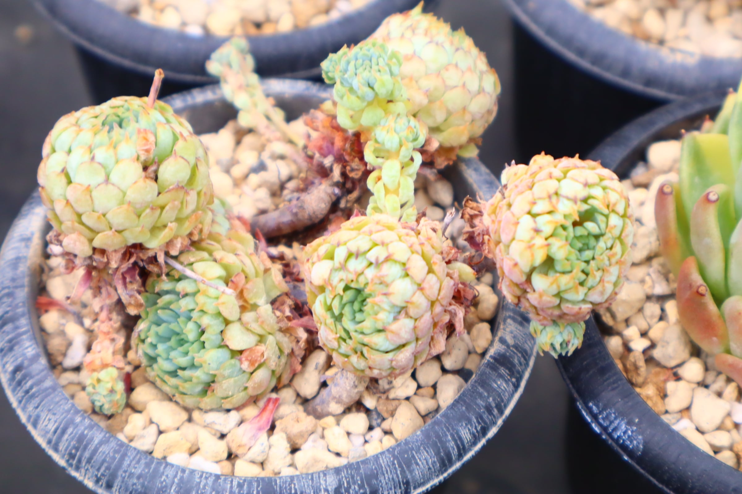 多肉植物アエオニウム錦 ❤️魅金のバラ ❤️ b50492d6346faee8b90a70611646a0