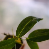 アンスリウム ワロクアーナム / Anthurium Warocqueanum⑫ / 観葉植物<育て方・花言葉>