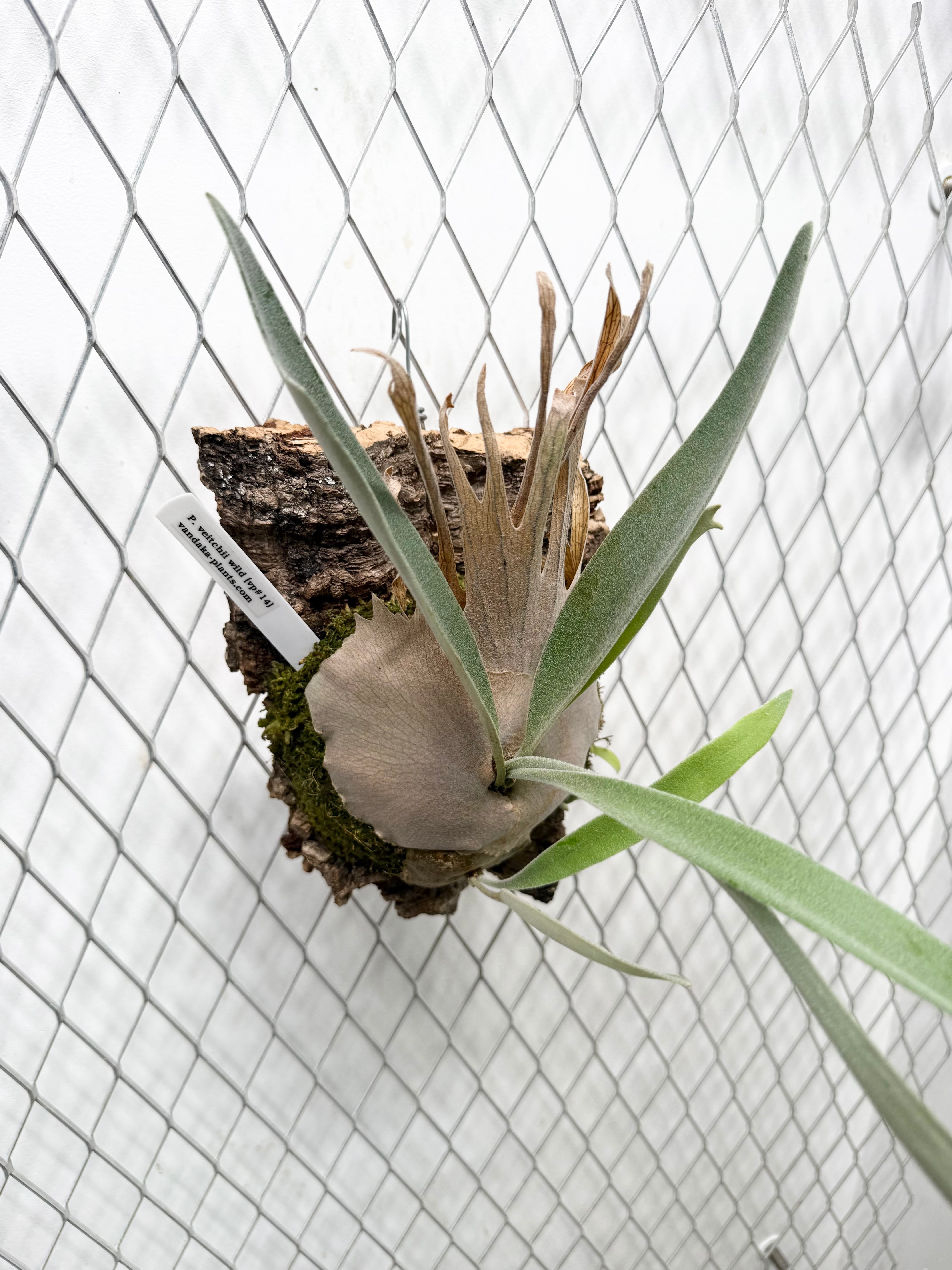 a) P. veitchii wild (vp#14) ビカクシダ ベイチーワイルド (vp#14