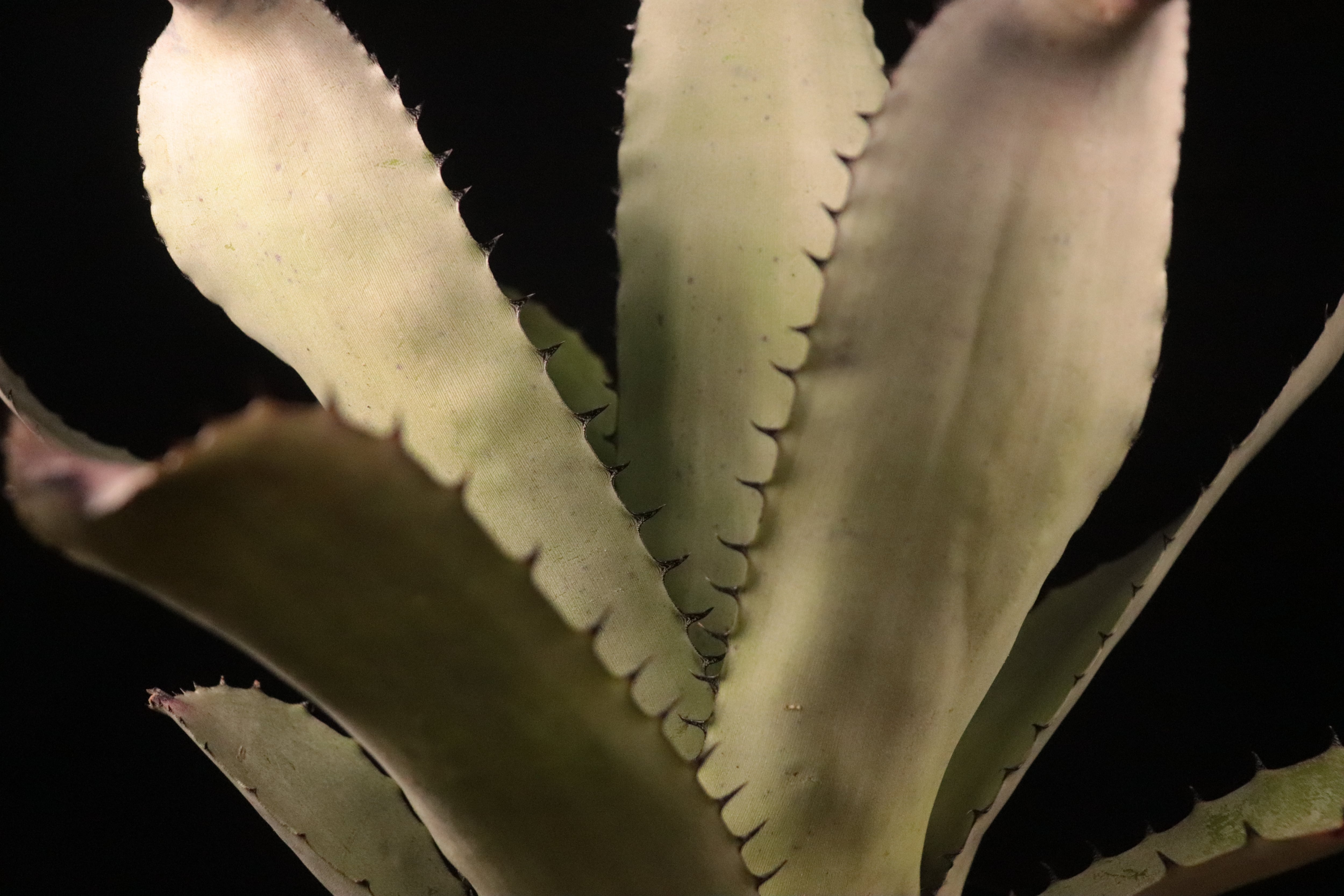 送料無料】Neoregelia carcharodon Silver〔ネオレゲリア〕現品