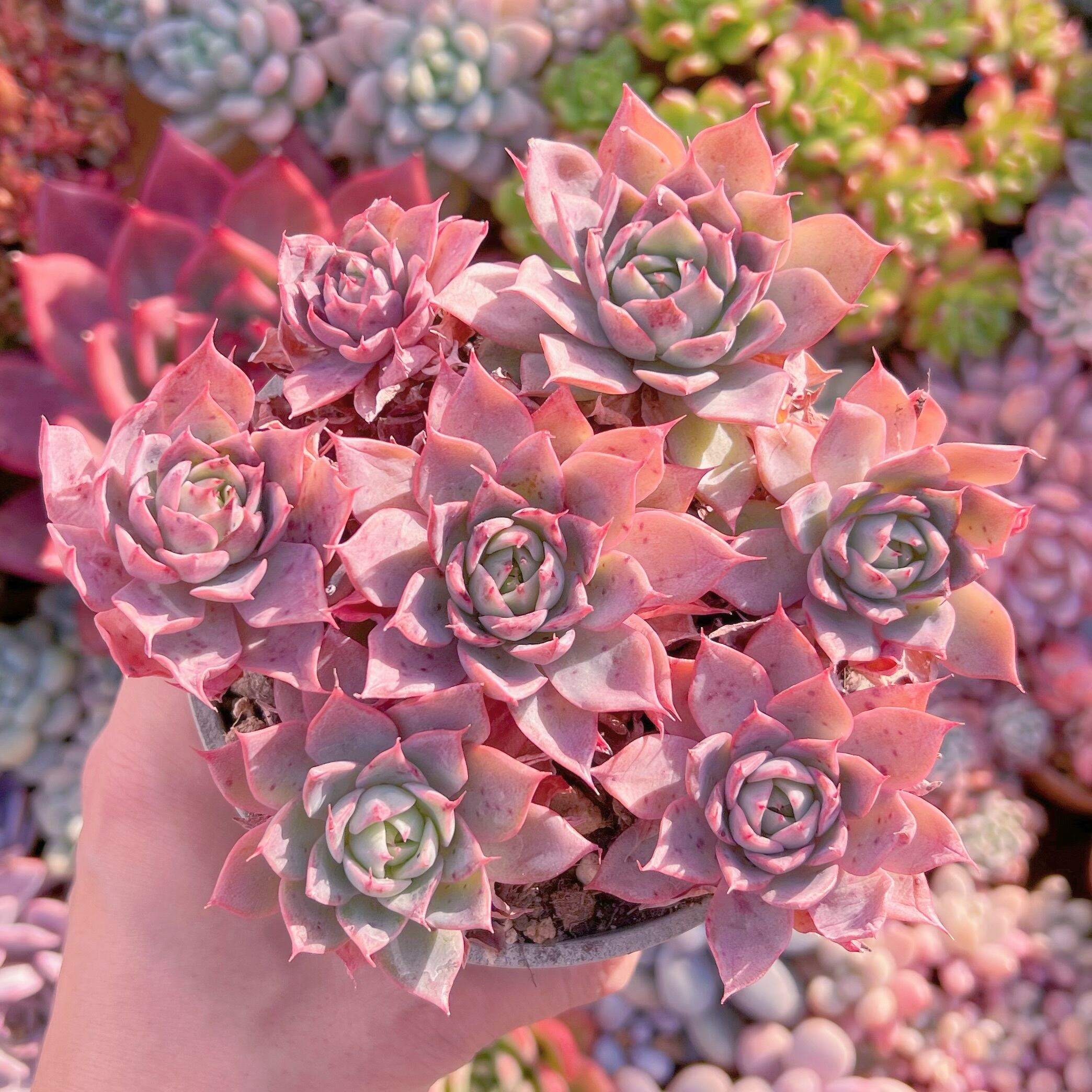 現品　リンゼアナ#085　古株　るる農園