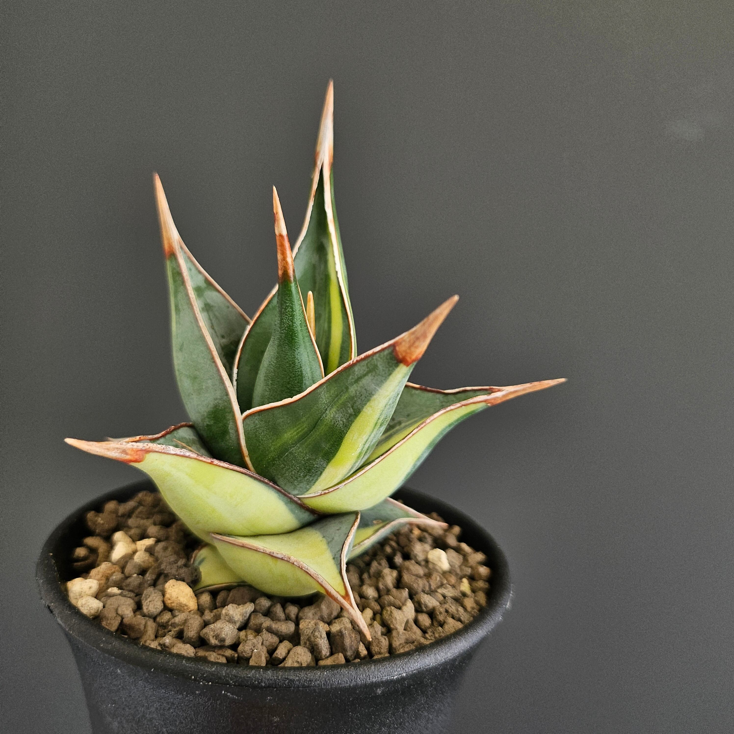 Sansevieria manja サンスベリア マンジャ | Plants Baka