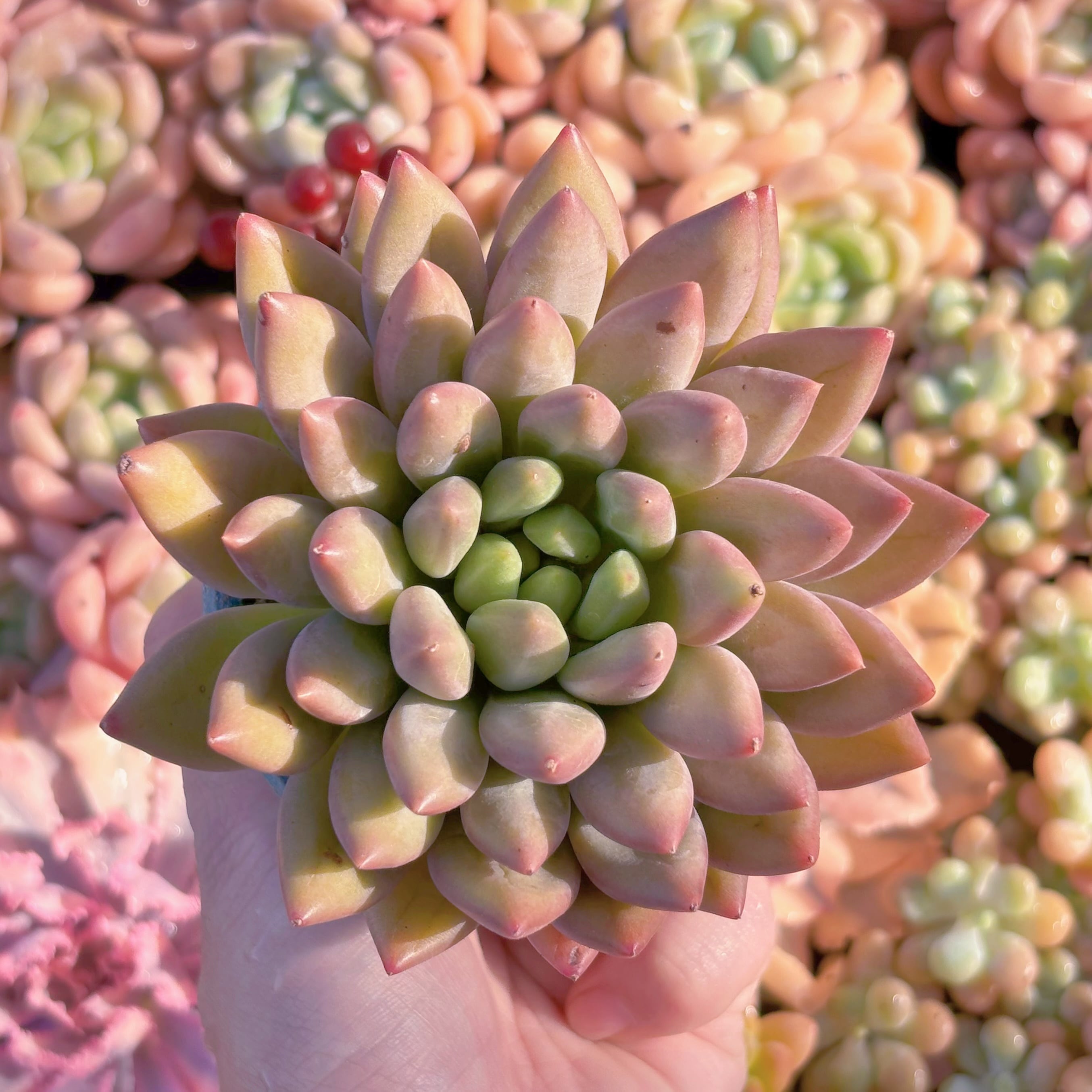 多肉植物　紫水晶　大苗　新入荷　るる農園