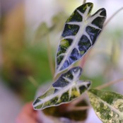 アロカシア バンビーノ イエロー / Alocasia bambino variegated 'Yellow'⑰ / 観葉植物
