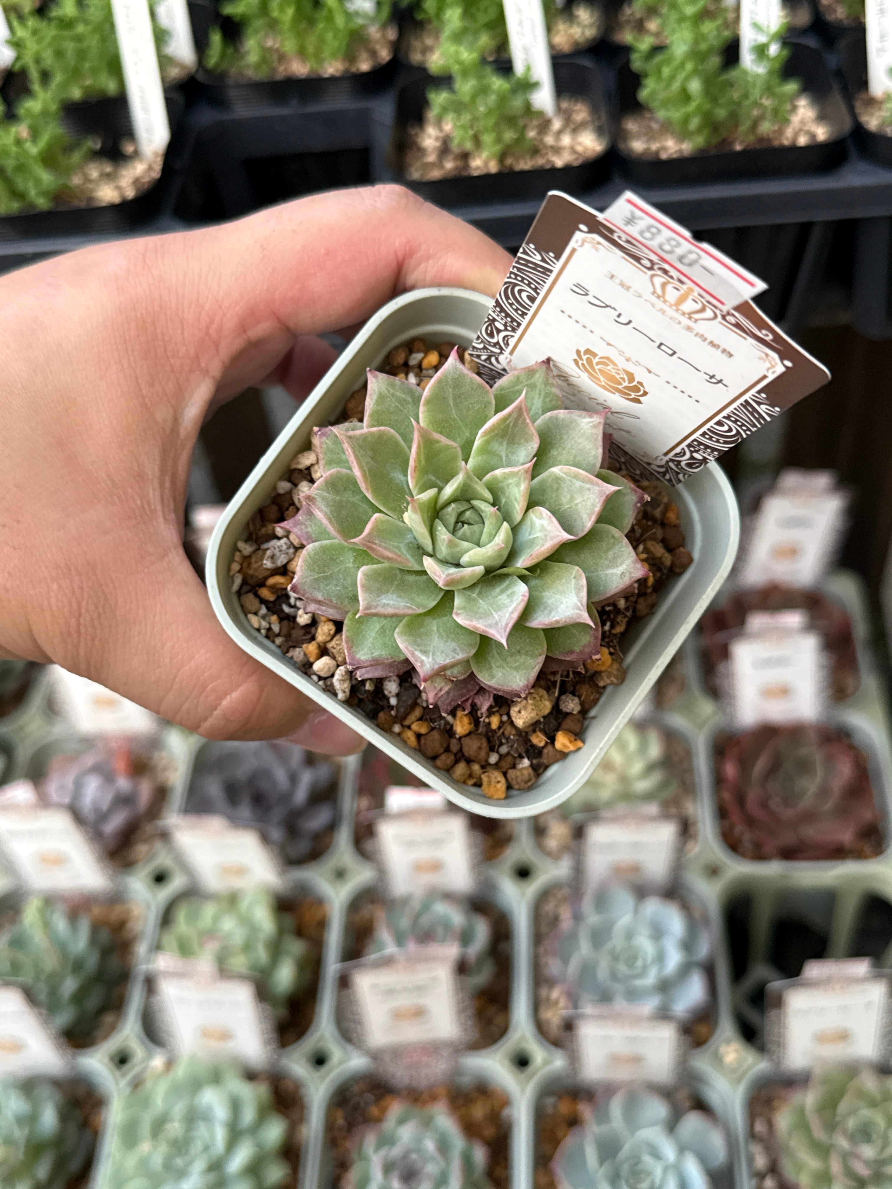 Garden en 【2nd shop多肉植物】