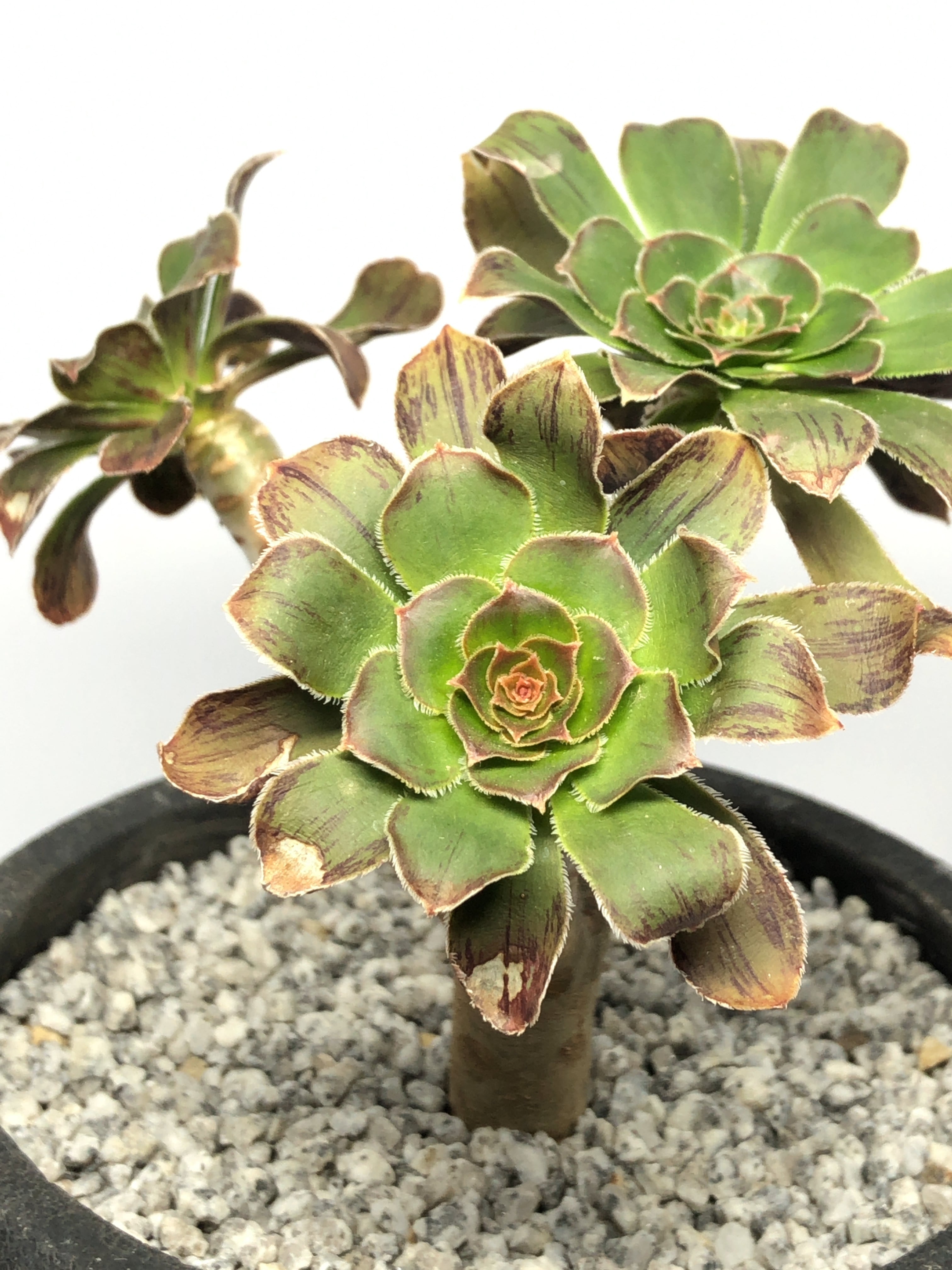 アエオニウム・まだら黒法師 | trigger