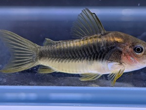 国産コリドラス〝イルミネータスゴールド 1匹〟4cm前後 ※沖縄、離島発送不可