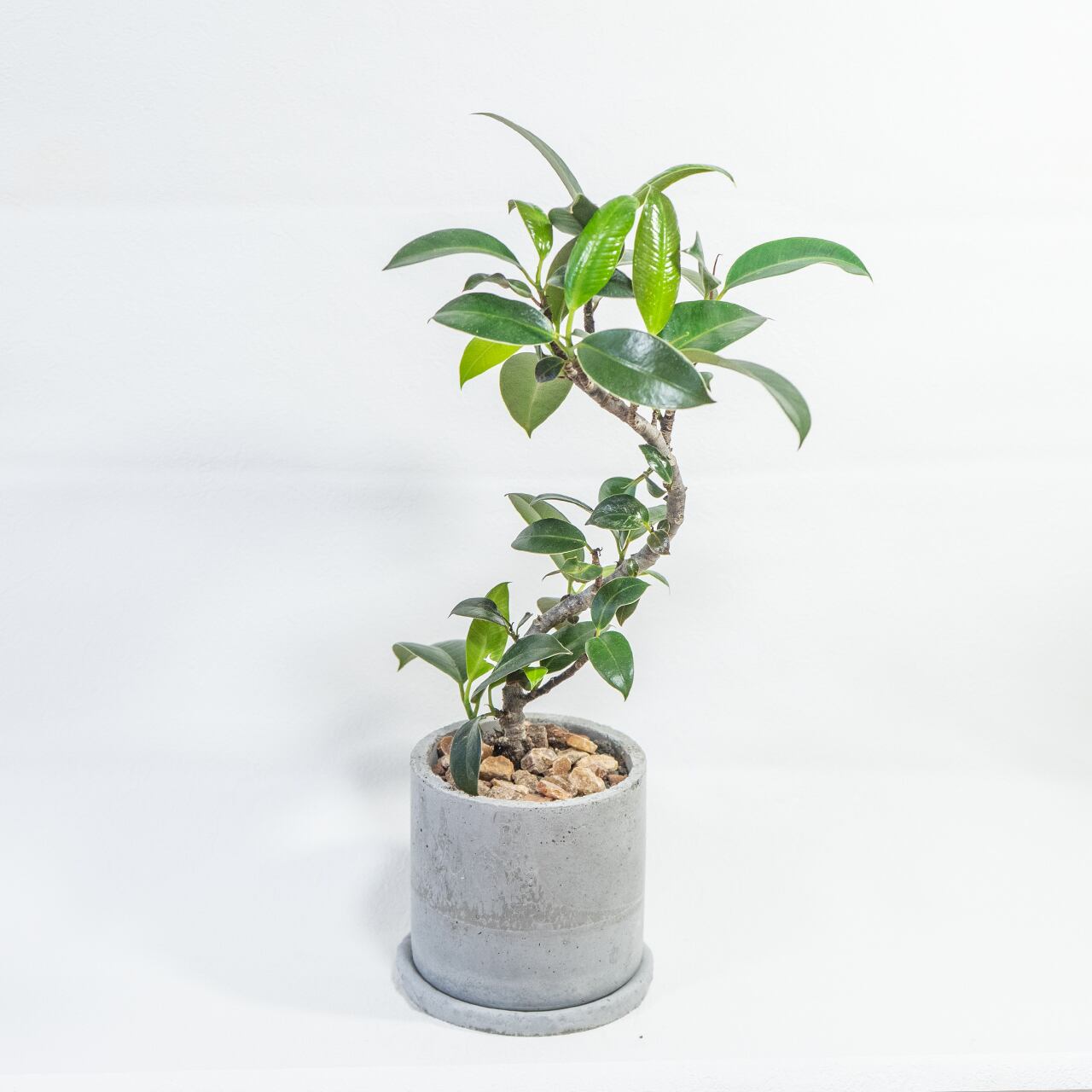 観葉植物 フランスゴムの木 曲がり仕立ての樹形美を活かしたモルタル鉢セット